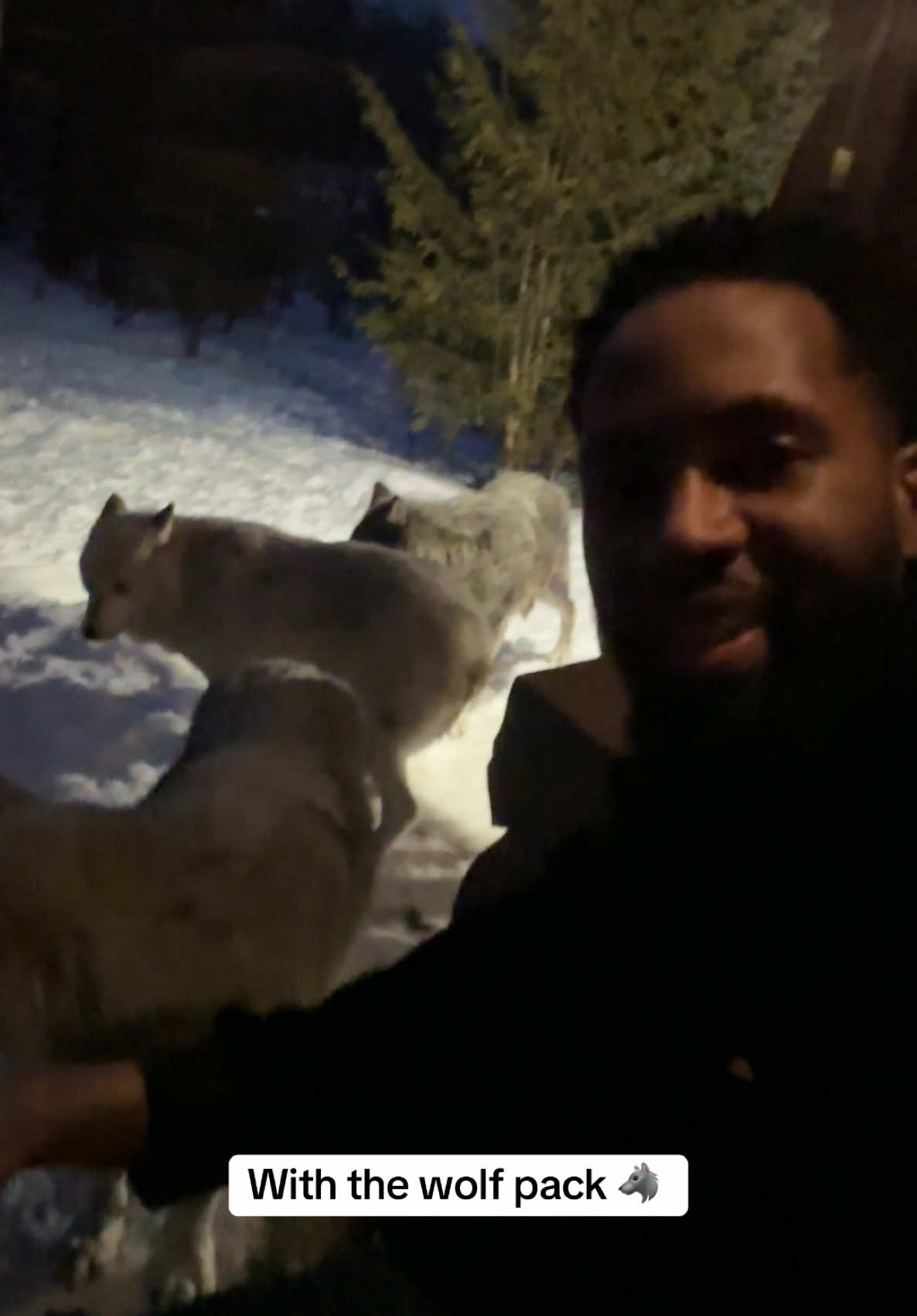 With the #wolfpack #wildlife #wolf 