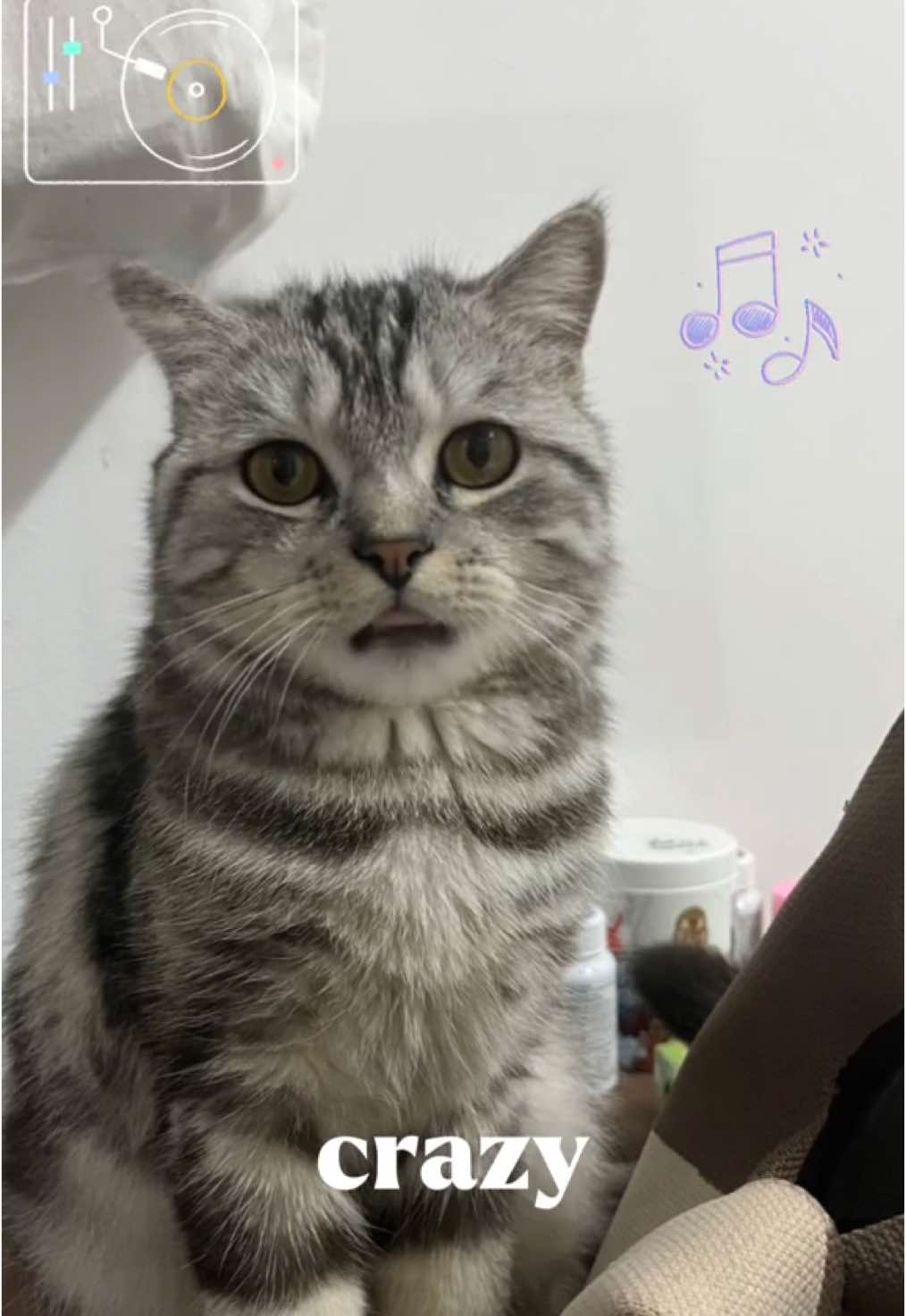 พอได้นิดหน่อยงับ😂#บูเก้เป็นแมว #แมวน่ารัก #ทาสแมว #สวนสัตว์tiktok #catsoftiktok #CapCut 