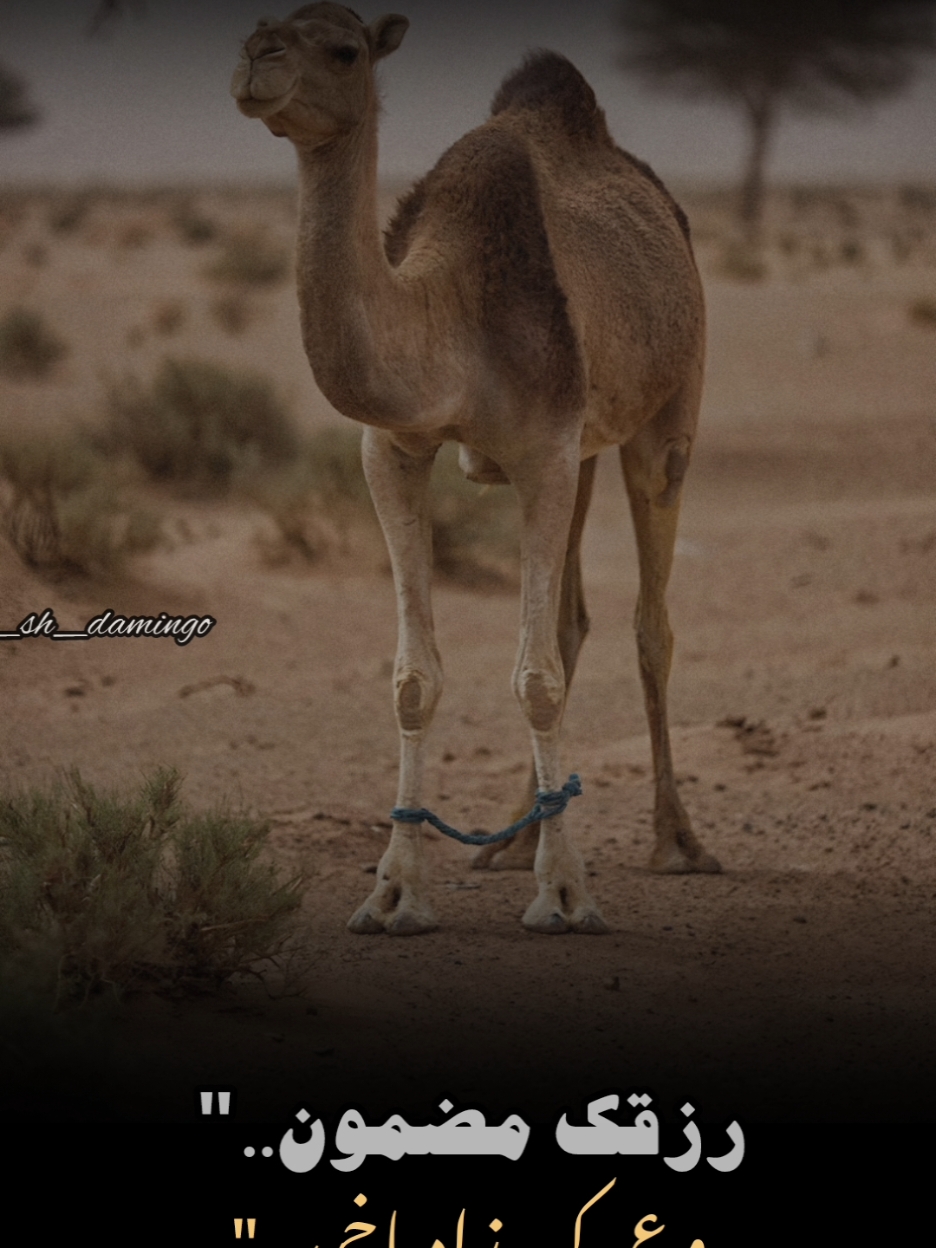 رزقك مضمون..