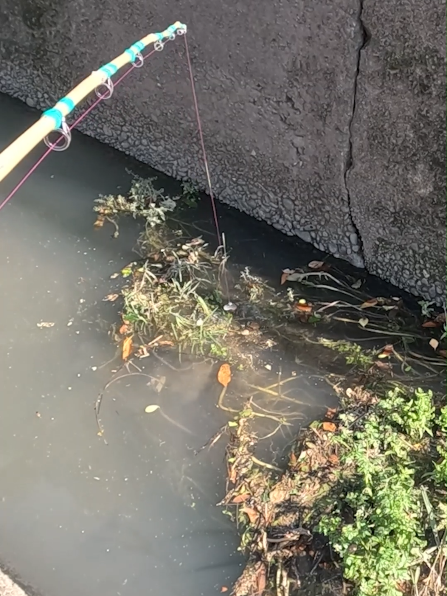 Japanese Catfish Fishing with Bamboo Rod 🎋 #fishing #catfish