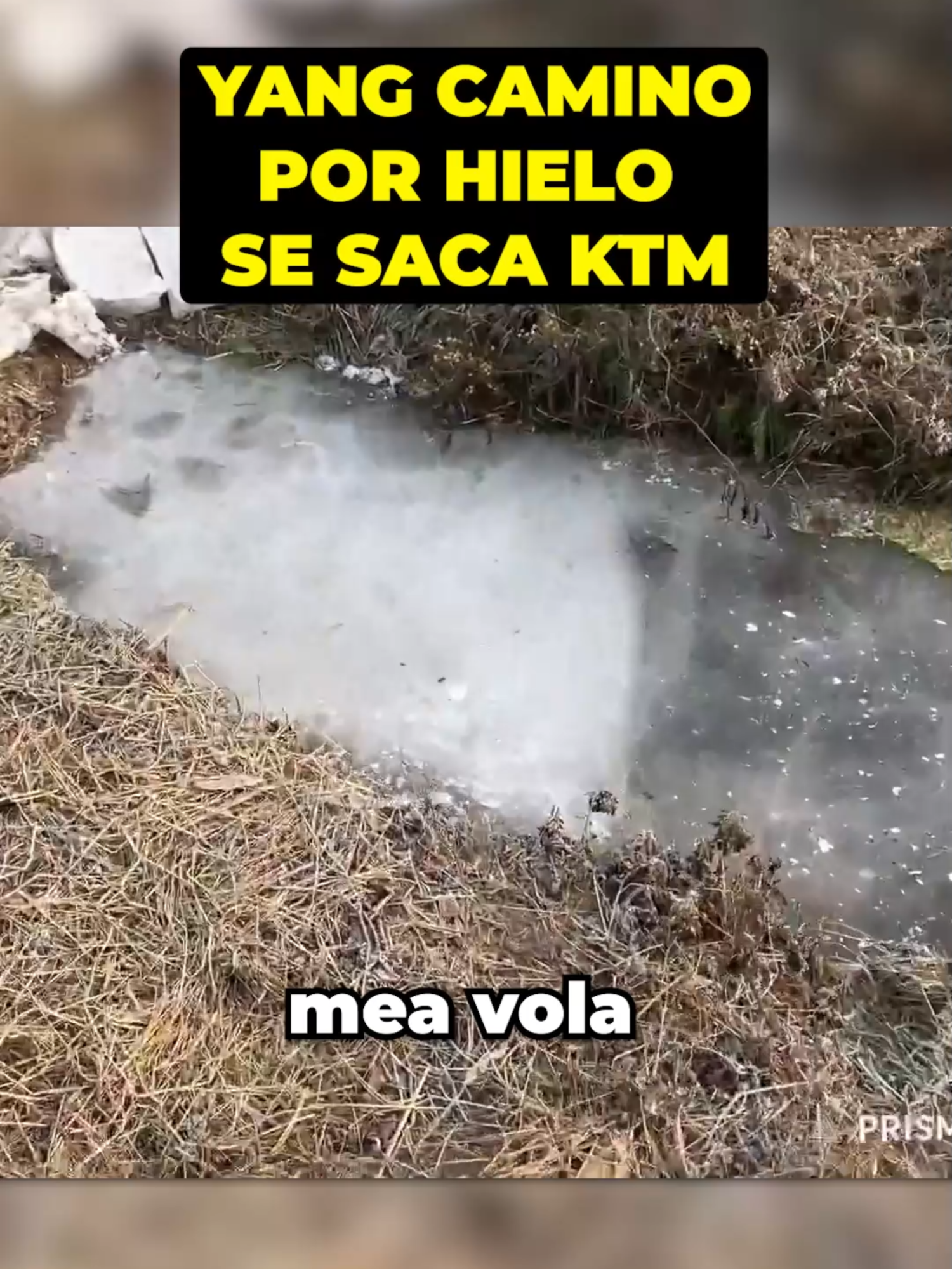 Yangle piensa que caminar en hielo es buena idea 😎👍 #kickchile #kickstreaming #parati #yanglee #korea