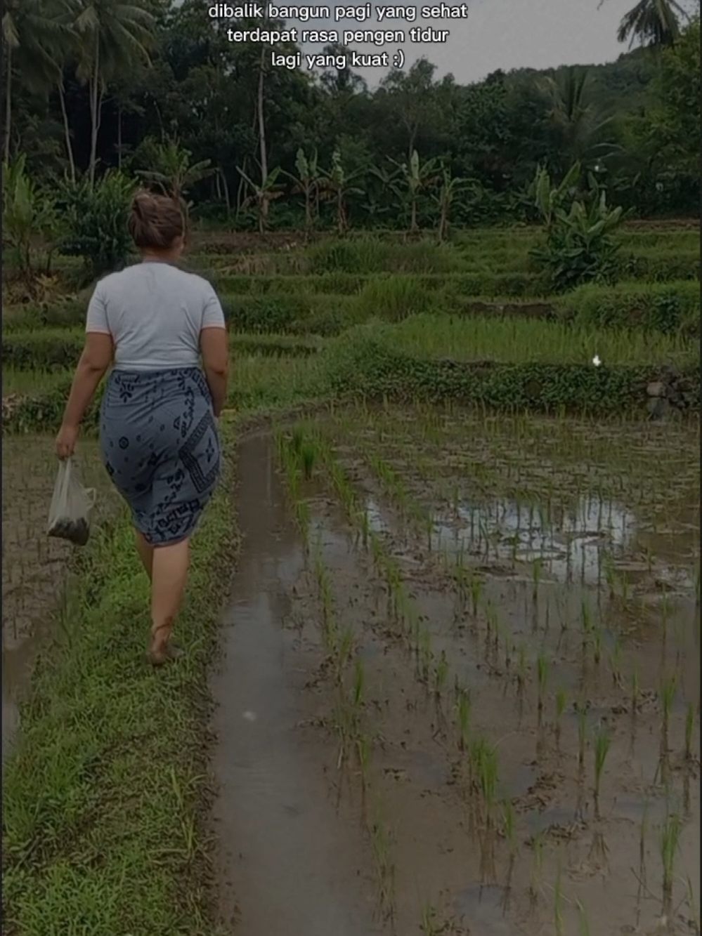 Pagi Pagi Di Sawah #sawah #suasanapedesaan #pagipagi 