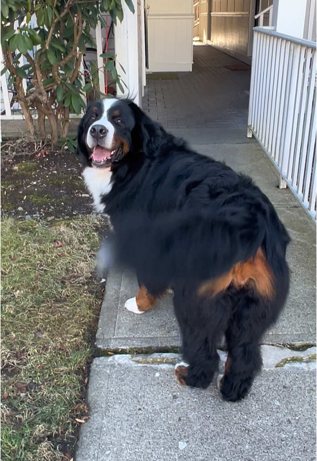 It’s ma’am 😆 #bernesemountaindog 