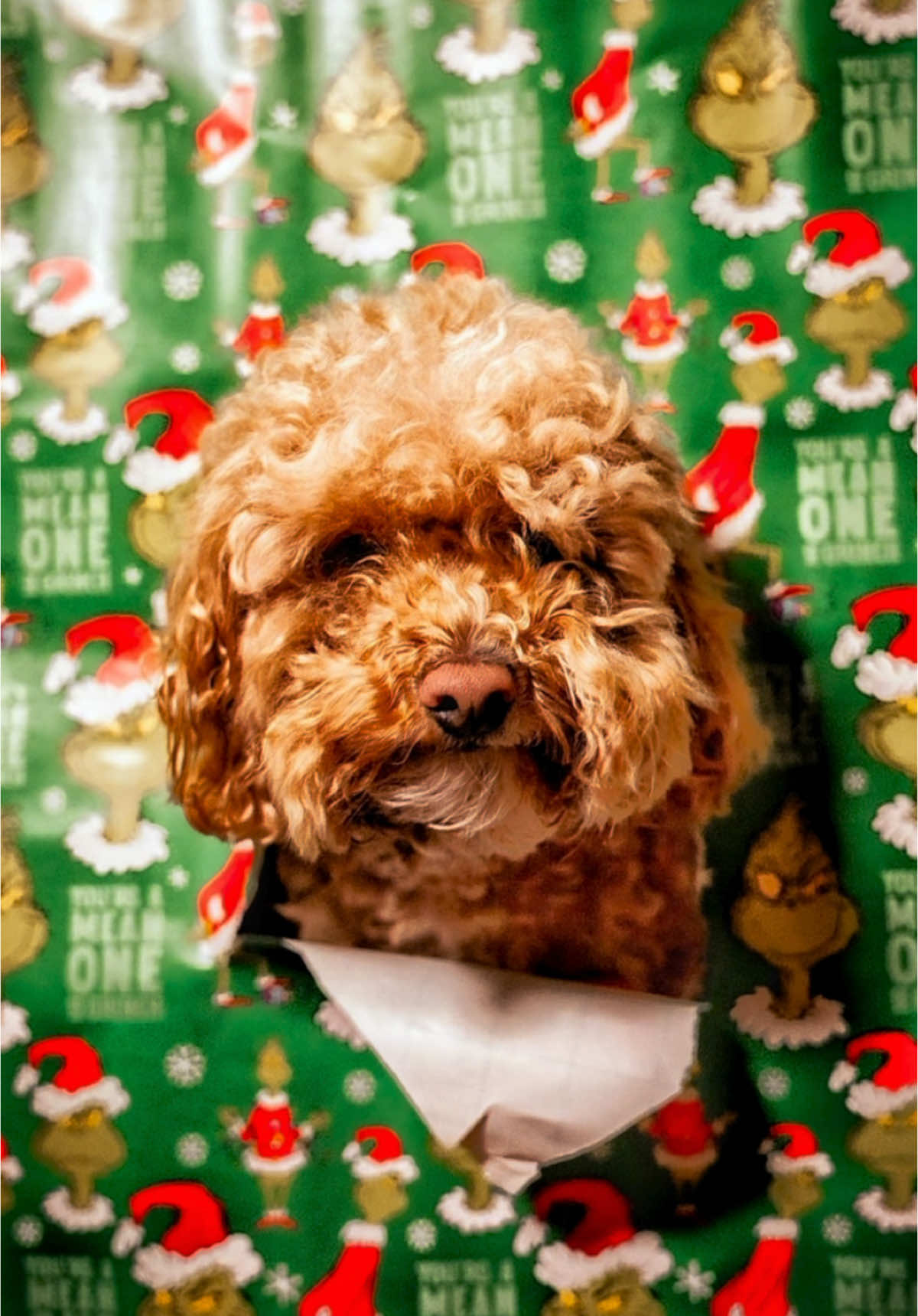 Happy Holidays!! #toypoodle #fyp #wrappingpaper #christmas #dog