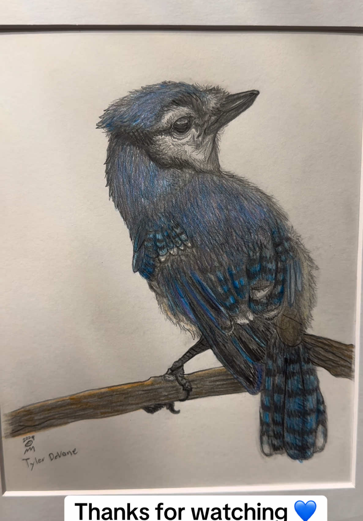 We hope his teacher will like it 💙 #birds #birddrawing #bluejays #backyardbirds #birdofprey #pencilart #youngartist #birdlover 