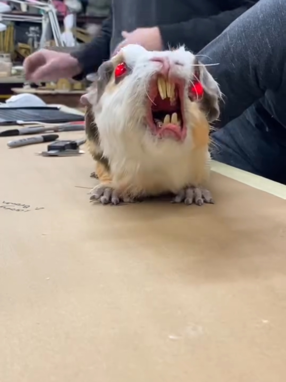 Demon Guinea Pig Puppet! #sixsixtysix