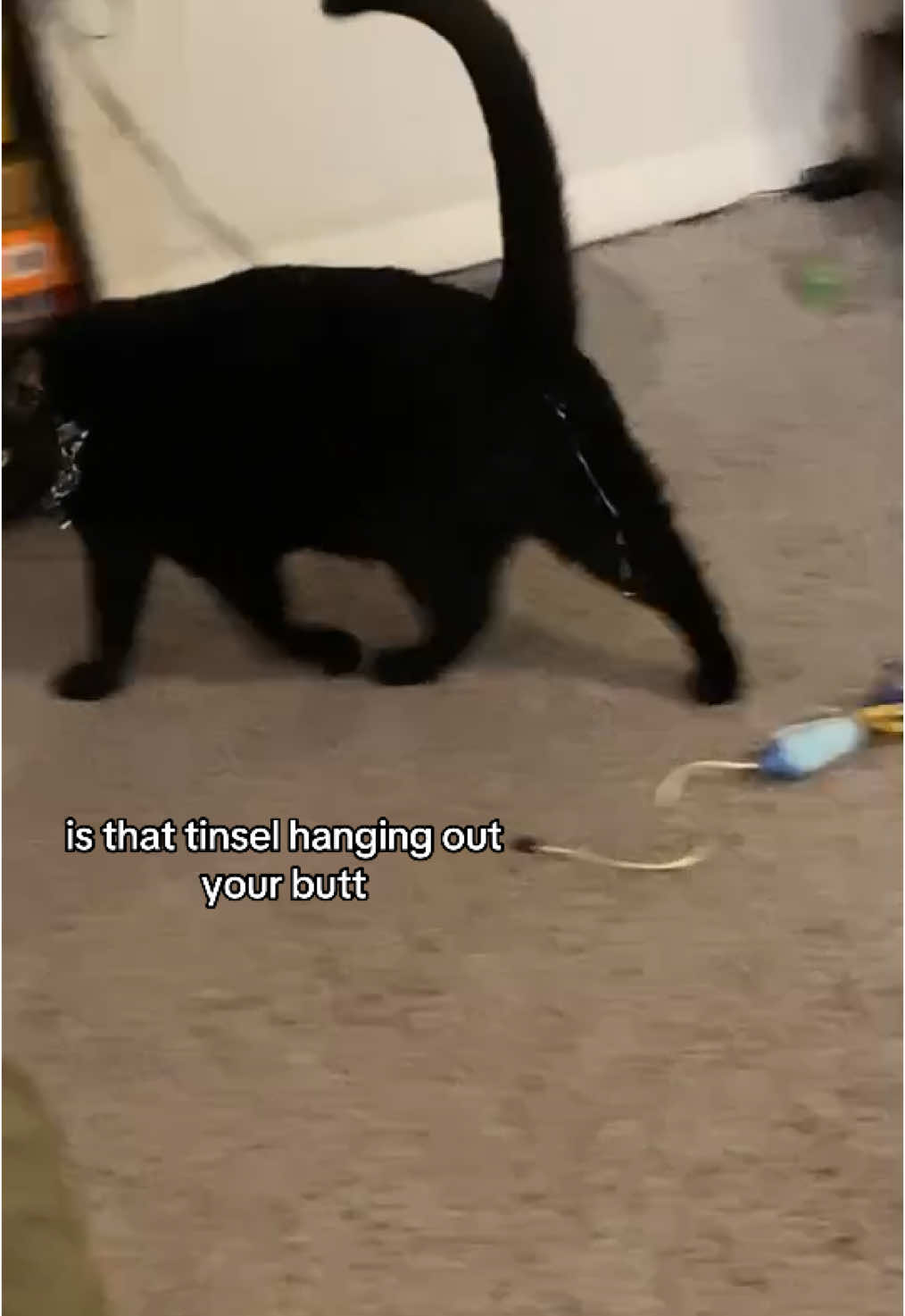 i literally cant win with my cats. #fyp#foryoupage#funnycats#catsoftiktok#blackcatsoftiktok#blackcatenergy#funny#hesfine#tinsel#christmas @FoxyPorkchop 