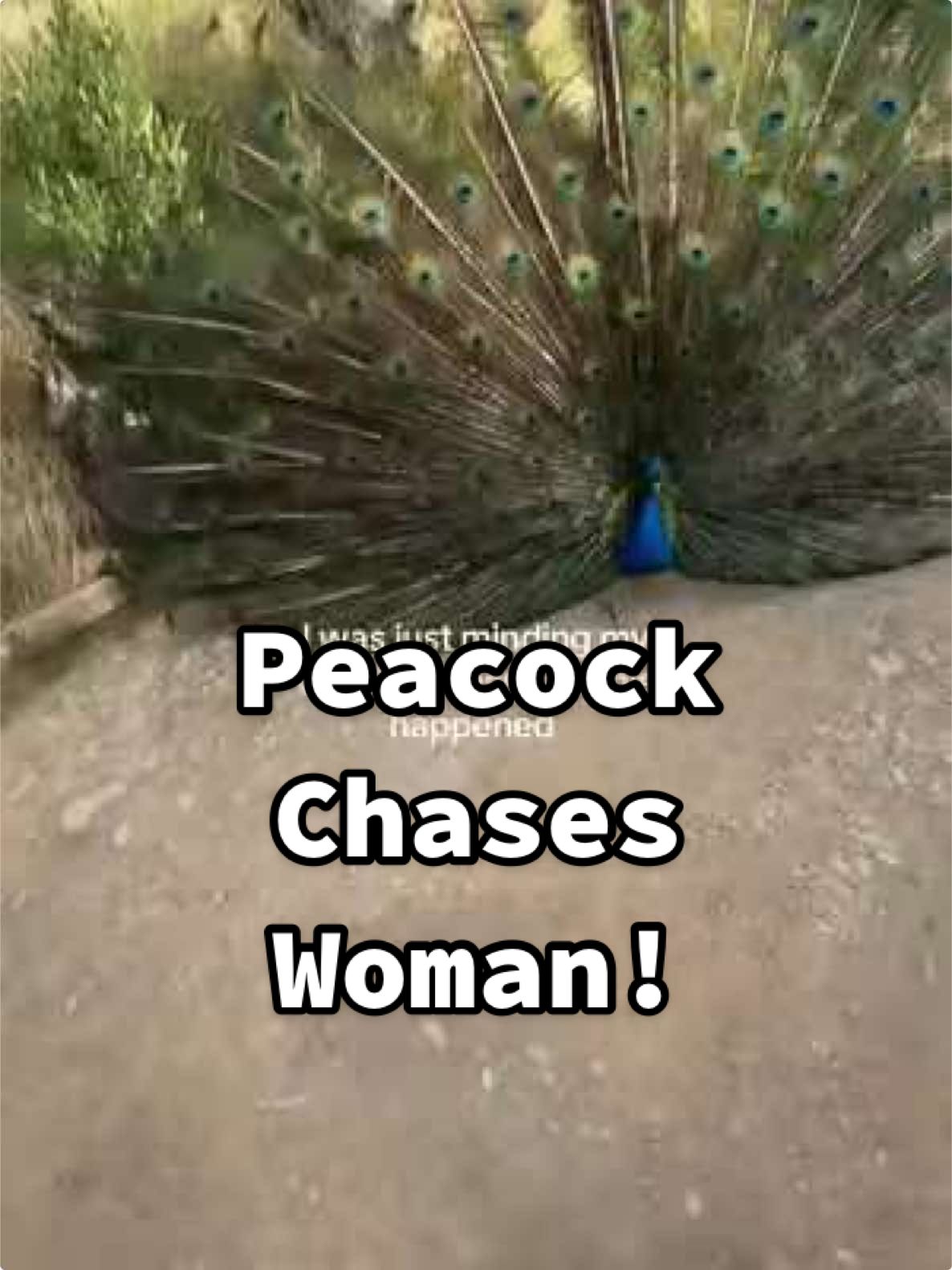 Tbh peacocks are kind of terrifying...🦚 (Via - @alivia___rose) #Peacock #Birds #BirdsOfTikTok #fypツ 