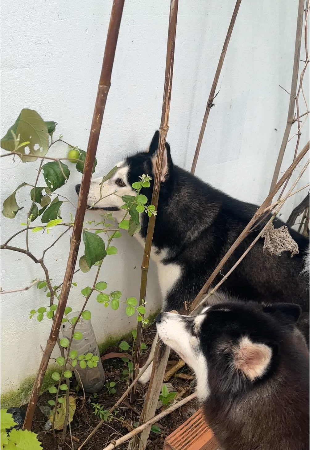 Cho thì Bắp xin sao lại nói bắp ăn cắp :)))#pet #husky #corgi #bapthui #bắpidol#băpsedog #xhtiktok 