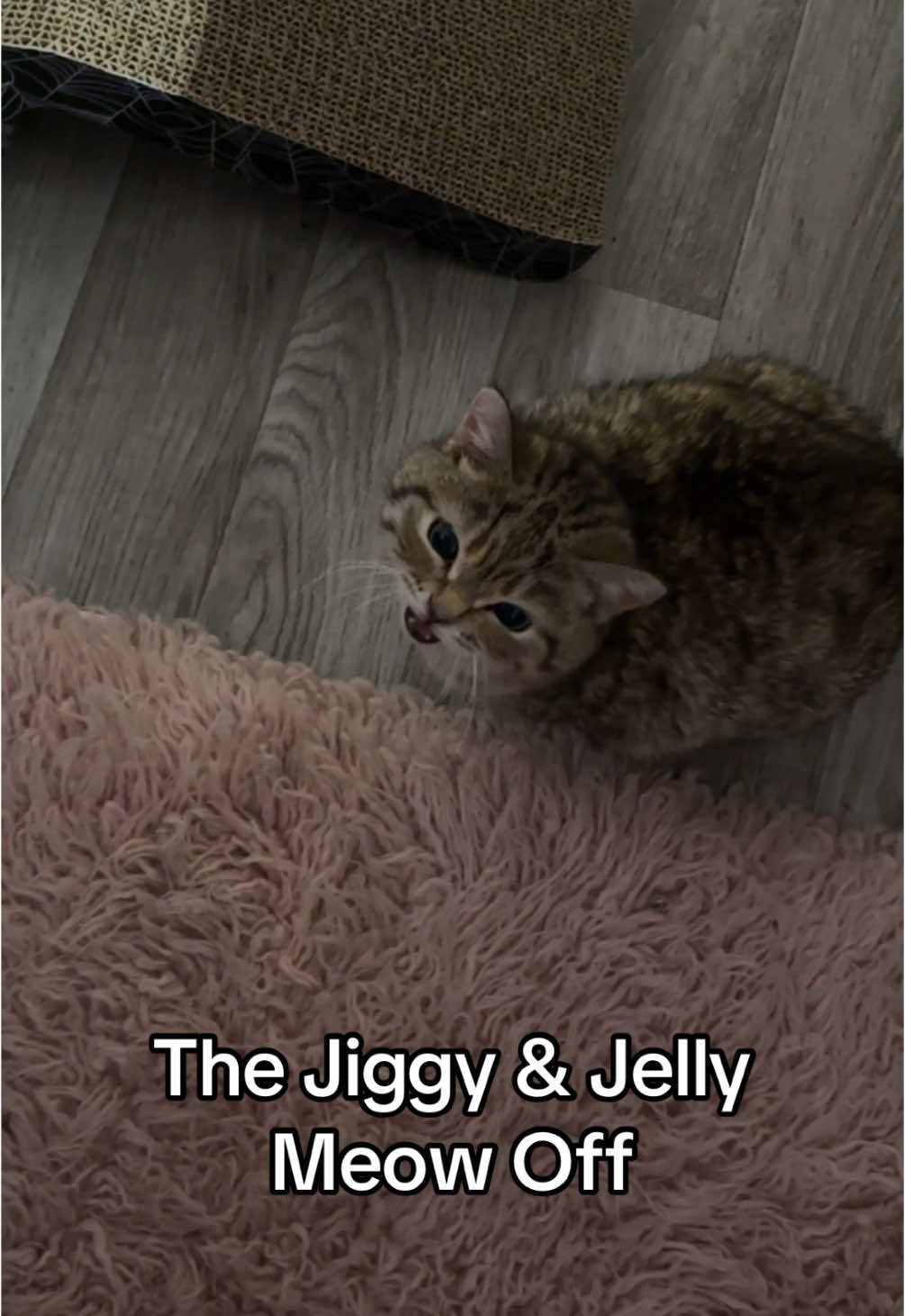 its obviously no competition Jiggy wins those cicada meows get me everytime, but Jelly’s really got the enuciation down. 😍🥰😻 #jiggysmalls #dwarfcat #jiggycat #jellycat #orangecatsoftiktok #fyp 