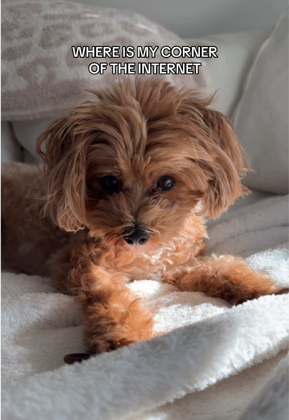 When does the obsession end #dogsoftiktok #apricotmaltipoo #cutepuppyvideos #maltipoolove #puppydogeyes #maltipoopuppy #foryou #maltipoolife #dogmom #apartmentdoglife #dogphonechallenge #foryou #summervibes #maltipoolove #apricottoypoodle #toypoodle #puppydogsoftiktok #dogeyes #familydog #dogmomlife #dogbestfriend #fyp #fullsizemaltipoo #maltipoofullygrown #maltipoopuppy #doghaircut #puppycut #maltipoohaircut #floof #happydog 