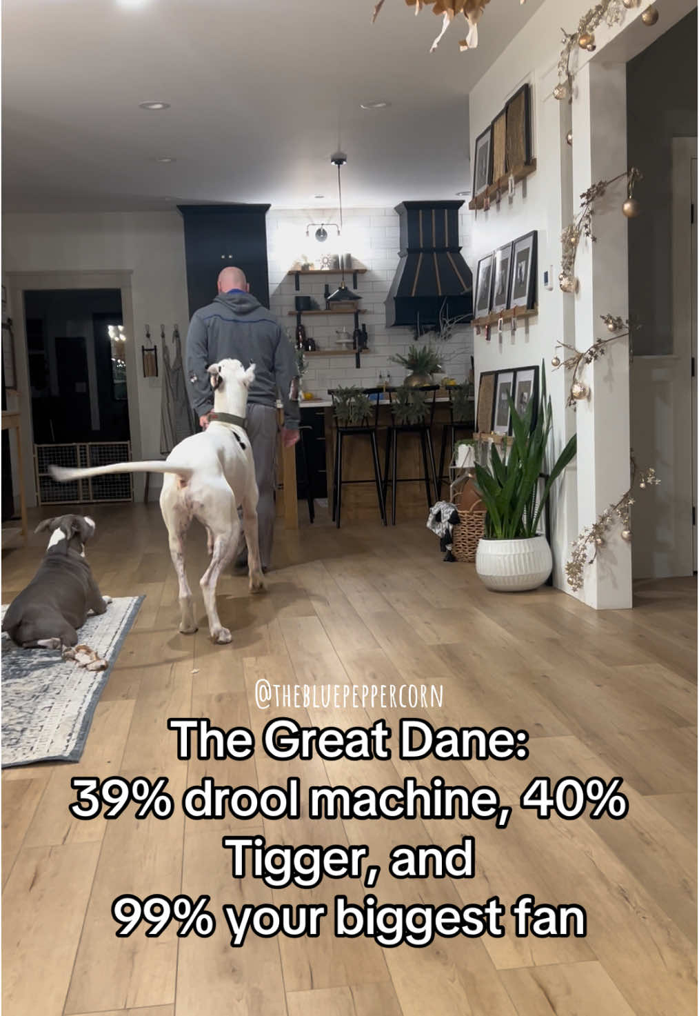 That math be mathin!😅 #GreatDaneLove   #DogDadObsessed   #BigDogEnergy   #GreatDaneLife   #ClingyDogProblems   #DogComedy   #FavoriteHumanAlert   #MajesticAndGoofy   #VelcroDog   #HappyDaneVibes  