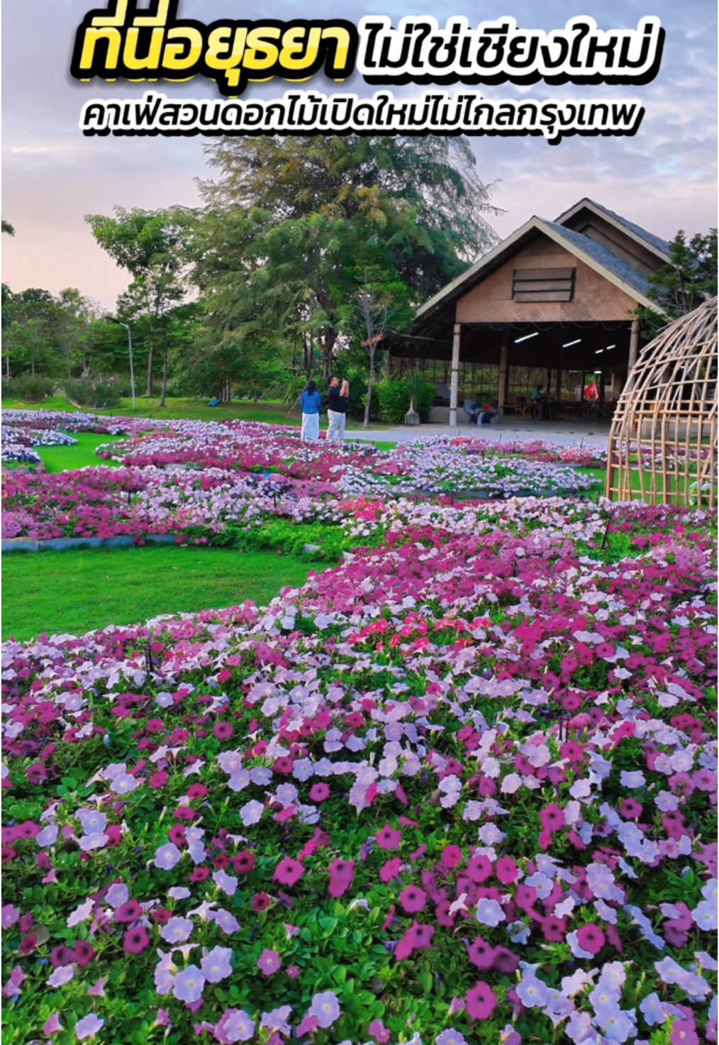 คาเฟ่สวนดอกไม้ก็แค่อยุธยา !! จุดเช็คอินใหม่ที่ไม่ควรพลาด ที่นี่กว้างกว่า 20 ไร่ เป็นทั้งร้านอาหารและคาเฟ่ และยังมีมินิซูเล็กๆ มีเป็ด ควายเผือก นกยูง ไก่ และมีแปลงผักอินทรีย์ด้วยนะ สายคลีนรักสุขภาพจัดเลยกรอบ อร่อย ซื้อกลับไปทานกันได้ครับ อาหารและเครื่องดื่มมีเยอะ ตอนนี้มีโปรมา 4 คนได้สิทธิ์ซื้อส้มตำ 1 สิทธิ์ด้วยนะ (เพียง@ไลน์แอดทุ่งอยุธยา) ต้มยำปลาคัง อาหารแนะนำ   - ชุดส้มตำก่อนเลย  - ต้มข่าไก่   - พล่ากุ้ง  - พล่าแซลมอน  - พิซซ่าผักโขม   - ยำคอหมูย่าง   - ผัดไทยกุ้งสด พิกัด : ทุ่งอยุธยา อาหาร-บาร์-คาเฟ่ ติดถนนสายเอเชีย ก่อนถึงสะพานบางปะหัน ห่างจากตัวเมือง 15 นาที  ห่างจากอยุธยาซิตี้พาร์ค&เซ็นทรัล เพียง8  เปิดทุกวัน เวลา 10:00-18:00น เบอร์ 061 263 9402 #ontheway #onthewayjourney #เที่ยวระหว่างทาง  #ทุ่งอยุธยา #ทุ่งอยุธยาอาหารบาร์คาเฟ่ #คาเฟ่อยุธยา #ร้านอาหารอยุธยา #เที่ยวอยุธยา #คาเฟ่บางปะหัน #เที่ยวบางปะหัน#adayinthailand #รีวิวคาเฟ่ #cafethailand #ร้านอร่อยบอกต่อ  #cafehopping #cafehopper #café #เที่ยววันหยุด #เที่ยววันธรรมดา #ร้านอาหารเปิดใหม่ #คาเฟ่เปิดใหม่ #tiktoktravel #tiktokuni #tiktokพาเที่ยว  #tiktokuni