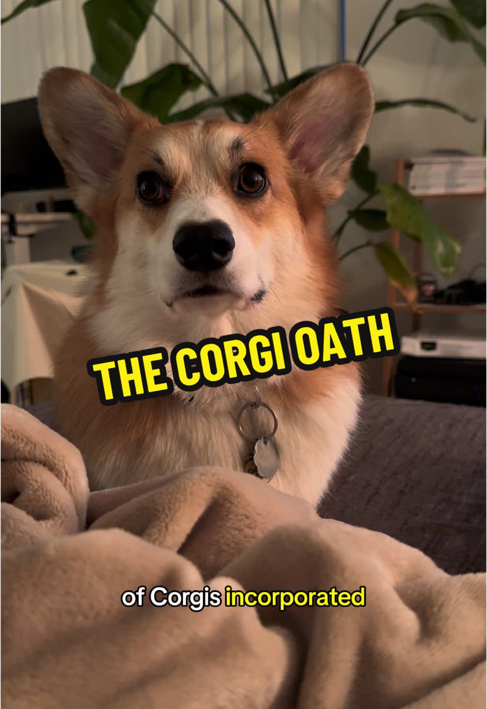 A corgi of honor and diligence 🫡 #corgisoftiktok 