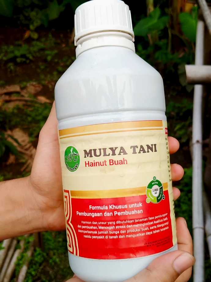 Hainut Buah merupakan salah satu nutrisi dengan formula khusus untuk tanaman yang fokus ke pembungaan dan pembuahaan. Diperkaya dengan formula unsur makro dan mikro yang cocok untuk semua tanaman baik lahan besar maupun tanaman rumah seperti bunga ( Penyedia nutrisi baik itu hormon dan unsur hara yang dibutuhkan tanaman fase pembungaan dan pembuahan, Mengurangi residu penyakit di tanah dan menguatkan daya tahan tanaman, Mencegah stress pada tanaman serta meningkatkan kualitas buah yang dihasilkan, Memperbanyak jumlah bunga dan produksi buah  Cara penggunaan : bisa diapliasikan dengan cara disiram (dikocor) serta dispray (disemprotkan) #pupuk #hainutbuah #hainutbuahfasevegetatif #fasevegetatif #tanaman #pupukberkualitas #pupukorganikcair #pupukorganik #pupukbuah #megaguncang1212 #hainutbuah #cuantanpabatas 