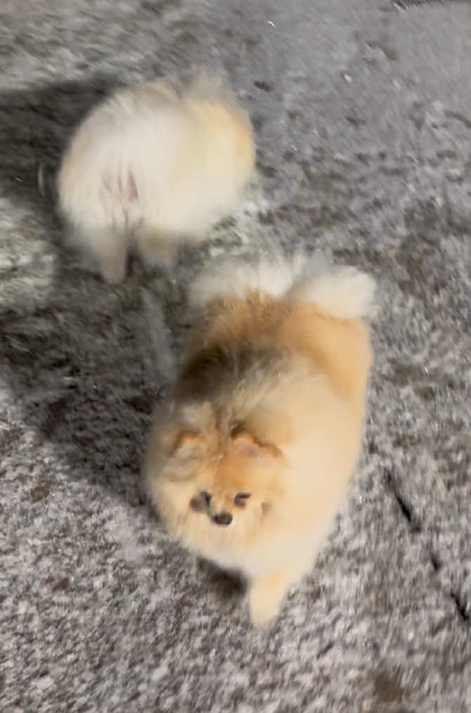 Snow ☺️ #pomeranian #viral #viralvideo #tiktok #dog #fun #trending #pomeraniandog #fyp #cute #poms #puppies #fluffy #snow @Touchofcloudspom 