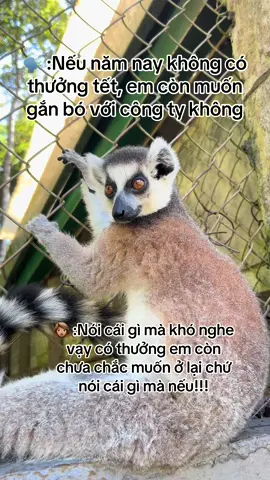 Chỉ có những người đi làm mới hỉu được lòng nheo #fipシ #viral #xh #th #trending #monkey #VinWondersPhuQuoc #Vcreator #SafariPhuQuoc #GrandWorldPhuQuoc #WakeupFestival 