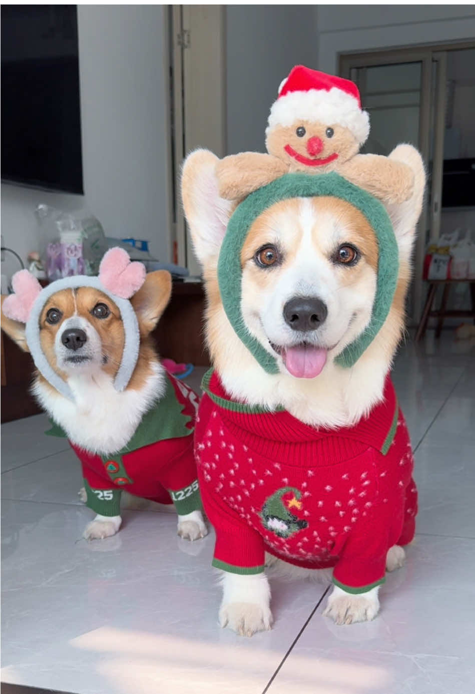 Merry Christmas #corgi #dog #mypet 