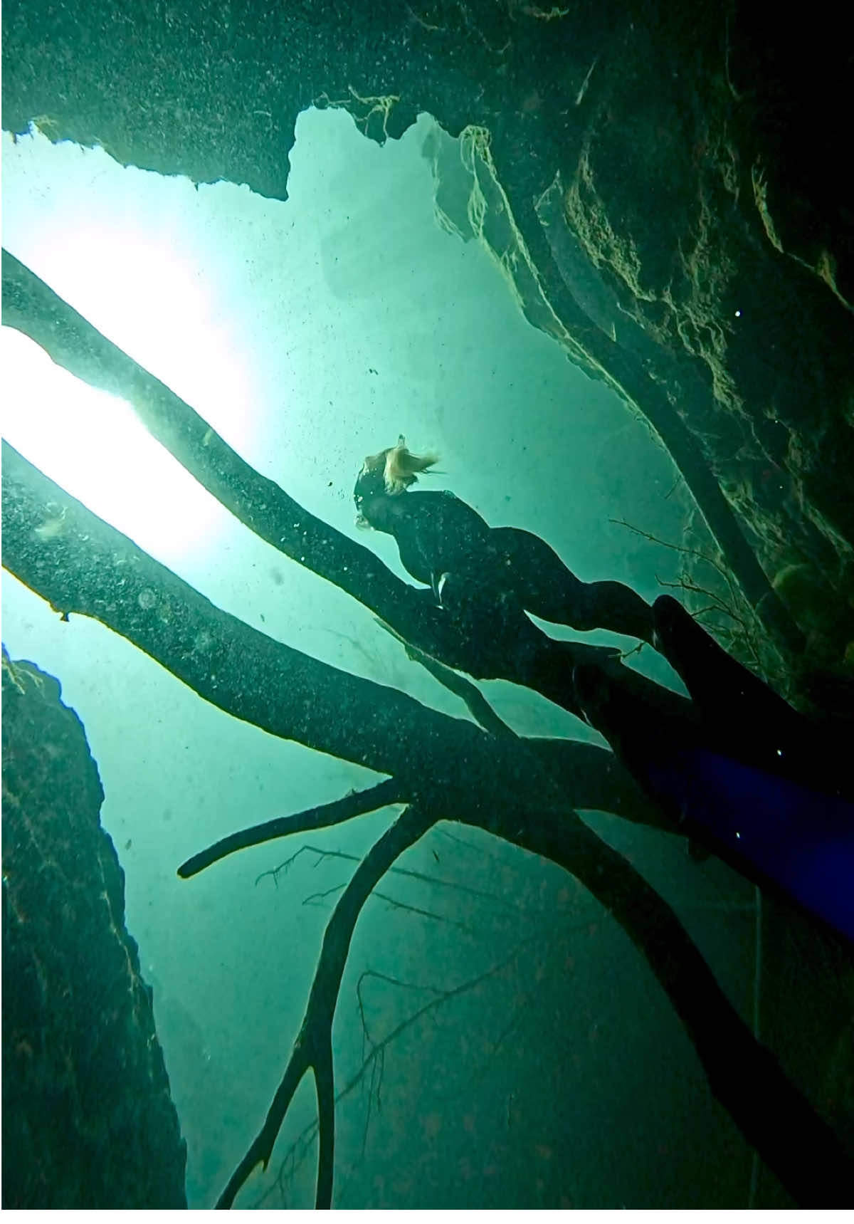 A little relaxing swim through at 50ft 😋 #underwater #swimthrough #freediver #freediving #sinkhole