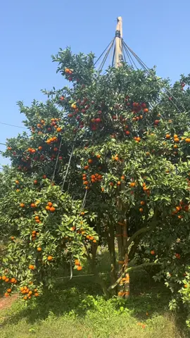 Đây mới là vườn cam đẹp nhất Lục Ngạn. 😀😀😀#hieucamduong #hieucam 