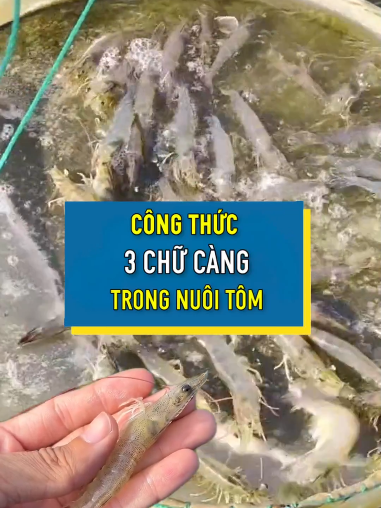 Đây là công thức 3 CHỮ CÀNG trong nuôi tôm mà bà con phải biết. Bà con xem hết video dưới đây để biết thông tin hữu ích này nhé #tintuc #vftgroup #tintucthuysan #giatom #tomthe #xuhuong #xuhuong2024 #thuysan #tomsu #viral #yfp #xuhuongtiktok2024 #thinhhanh