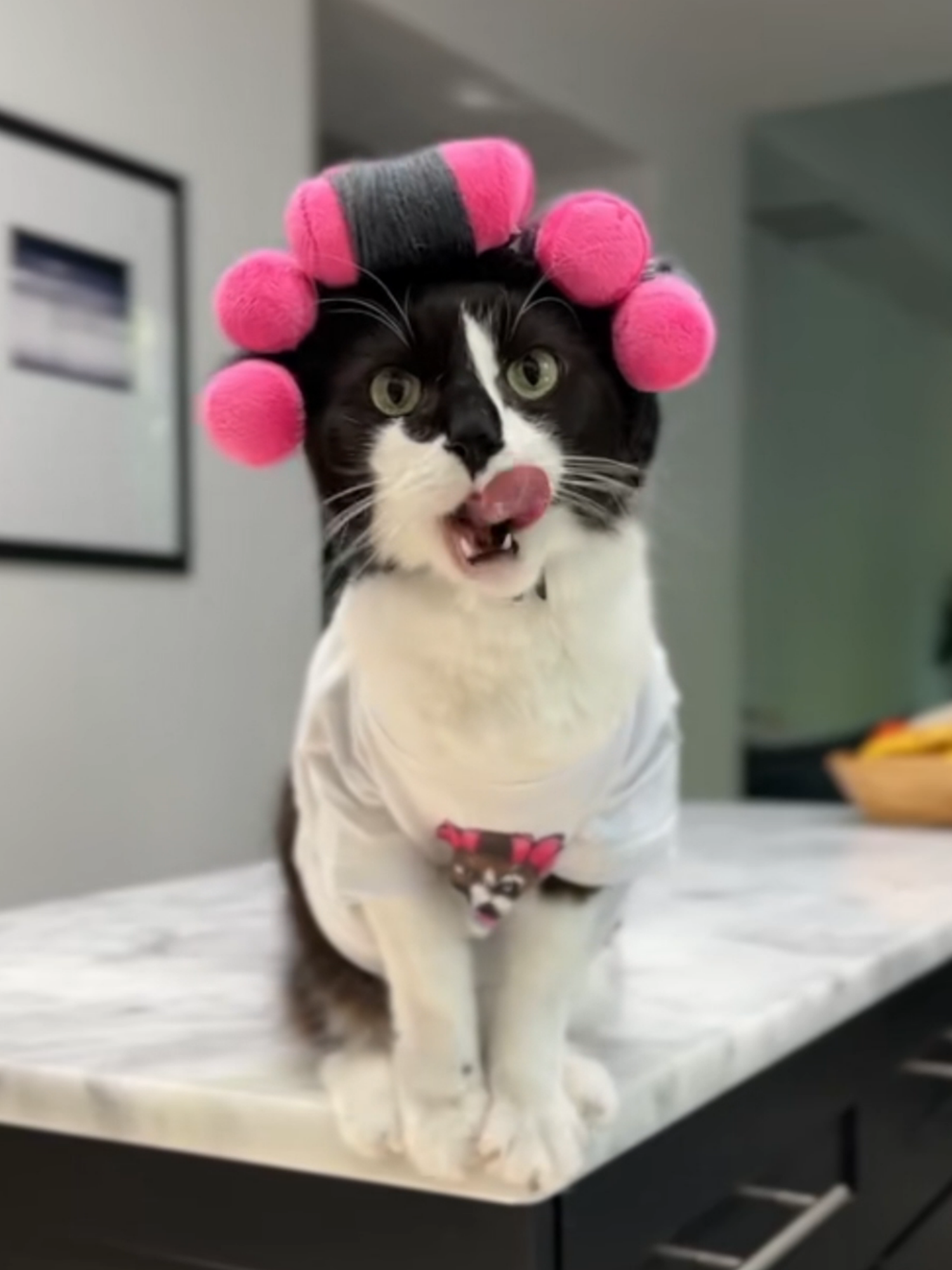 You are killing me with those curlers!!!Cr: badger.dot #funny #wigtok #cat #fyp