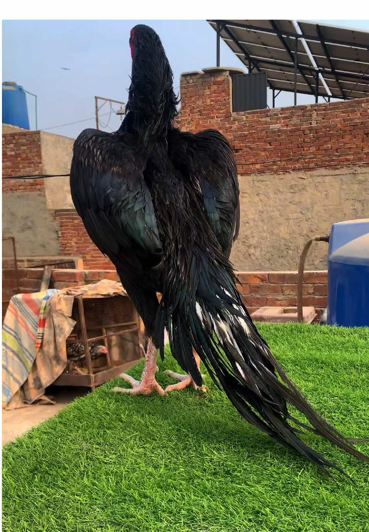 Black beauty #aseel #aseellovers #shamo #for #viral #aseelmurga 