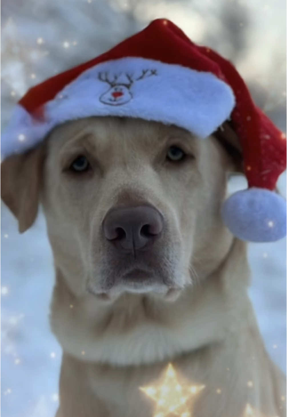 🎄 gedicht zeit 🎄 #CapCut #christmas #ki #labrador #labradorsoftiktok #dog #dogsoftiktok #hund #hundevideos 