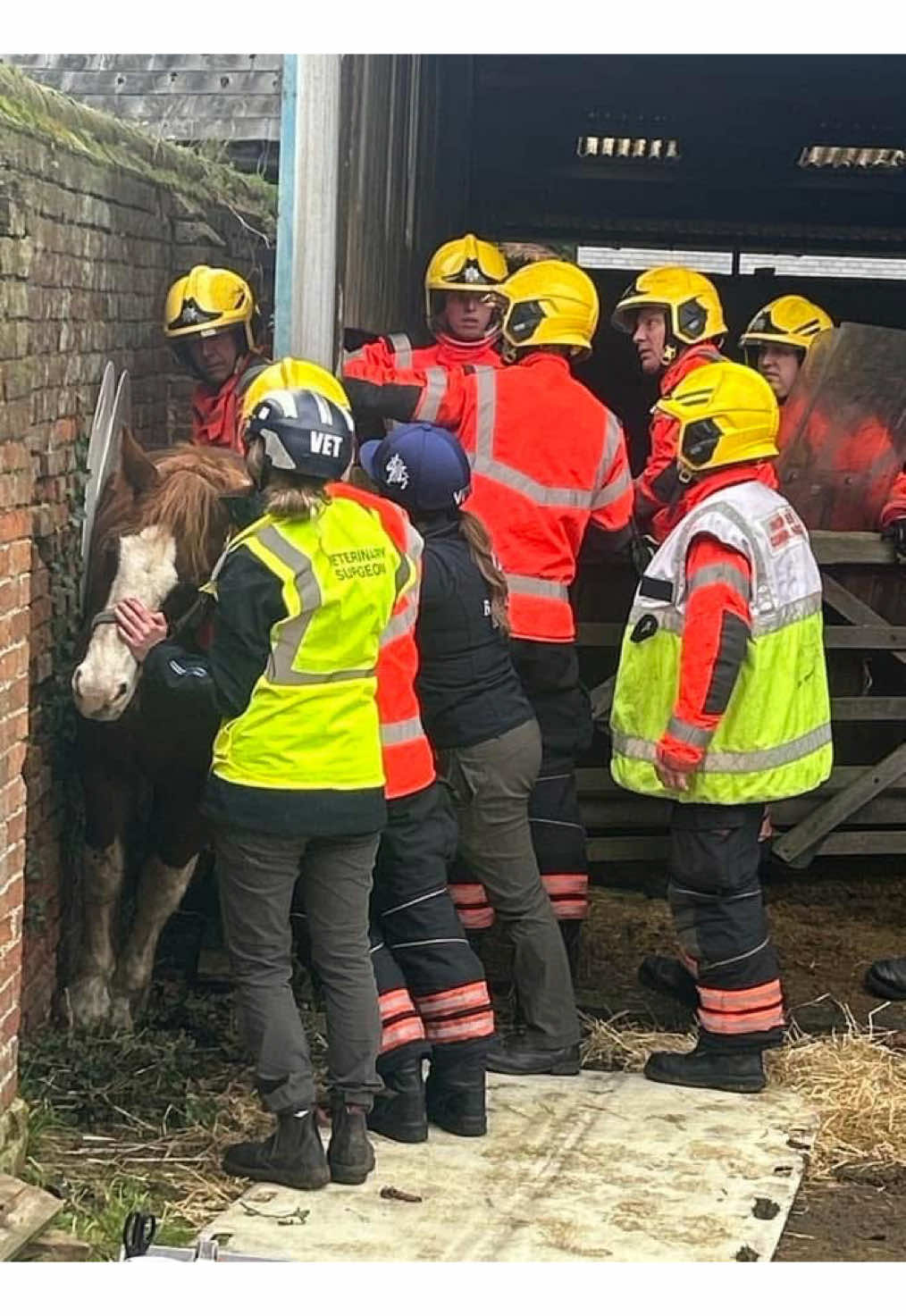 Howard got himself a bit stuck 😳 3 fire engines, animal rescue truck, 12 fire fighters, 2 vets & partly removed wall later, he walked away with just a few grazes!  Cant thank everyone involed enough, hes a very lucky pony!  - - - - - - #shordochshowteam #fyp #equestrian #equine #stuck #firefighter #animalrescue #horserescue 