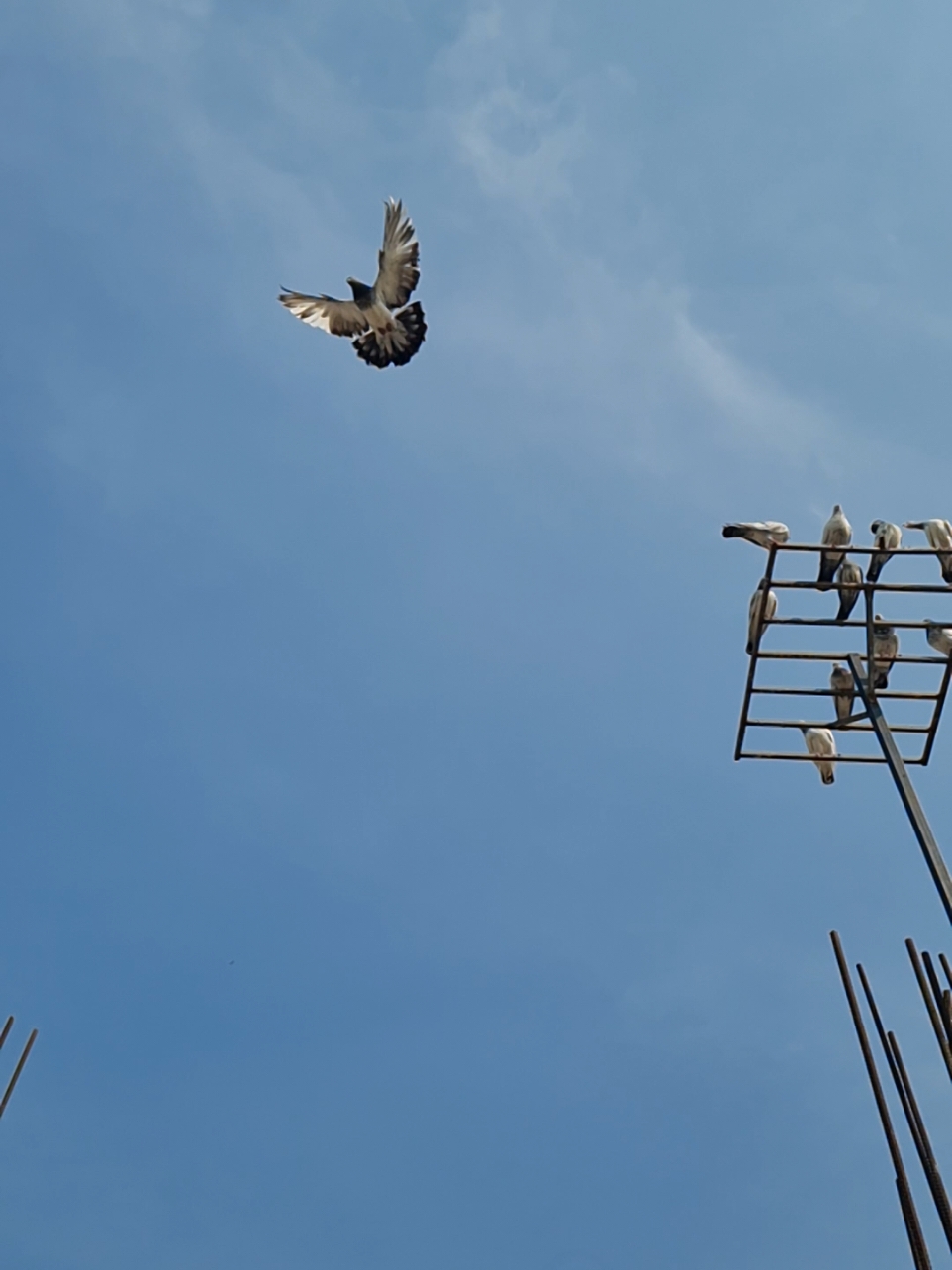 #foryou #pigeon #pigeonlovers #bdtiktokofficial 