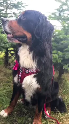 Come with us to pick the best Christmas tree! Feeling festive in my @The aDoraBle Pooch Company Candy Cane swirl and coordinating lead! #bernesemountaindog #bernesemountaindoglovers #berneseoftheday #christmastrees #christmastreefarm #dogsofchesterfield #