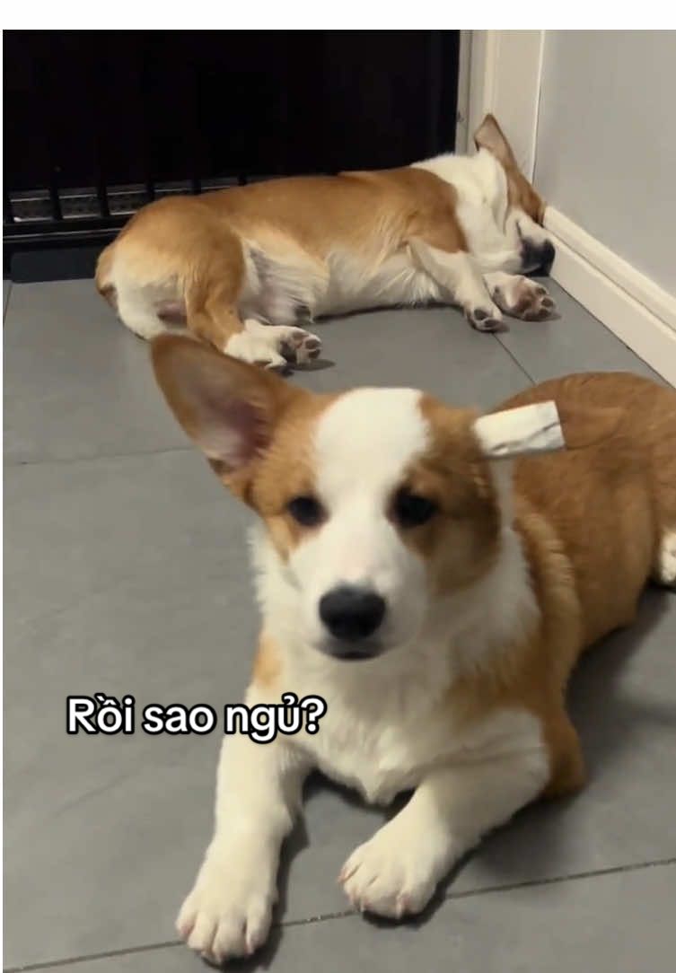 Mở to âm lượng lên nhé =)) #honhacho #chúchódễthương #petcute #cúnconđángyêu #dogsvideoontiktok #cutedogsontiktok #dogscute #corgidog #corgisoftiktok #corgi #cúnyêu #doglover #pet #pets #petlover #dog #dogsoftiktok  #viral #fyp #fypシ #xuhuong #chamsocthucung 