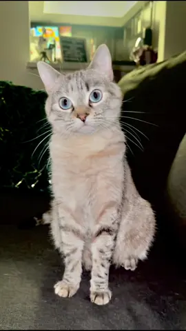 Don’t let her big beautiful eyes fool you! #foryoupage #kitty #cat #fyp #evilkitty 