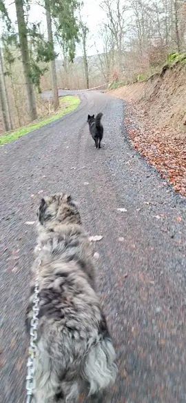 Kleiner Waldspaziergang mit den Wolligen💚 #Landschaftspflege #Wandern #Naturschutz #sheeptok #Sheep #fürdich #Dog #Hund #altdeutscherhütehund #artenvielfalt #schwarzkopfschafe #Tiger #Hirte #nürburgring #fyppp #fyyyyyyyyyyyyyyyy  #rheinlandpfalz #Wiederkäuer #Schaf #Schafe #schafherde #Wald #viral_video #fürdich #wanderschäferei #Jährling #schafzucht #spazieren 