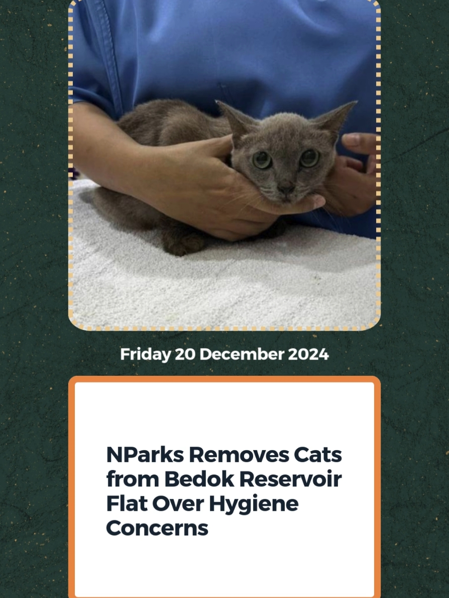 NParks removed several cats from a flat near Bedok Reservoir following complaints about unsanitary conditions. Residents reported rubbish, as well as human feces and urine, scattered around the area, raising public health concerns. #sgtiktok #tiktoksg #sgnews #singapore 