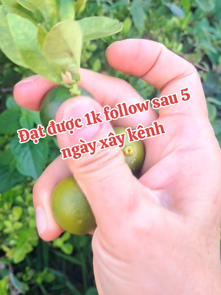 Đạt 1k follow sau 5 ngày xây kênh #hanhtrinhxaykenh #Vlog #xuhuong #cơmnhà 