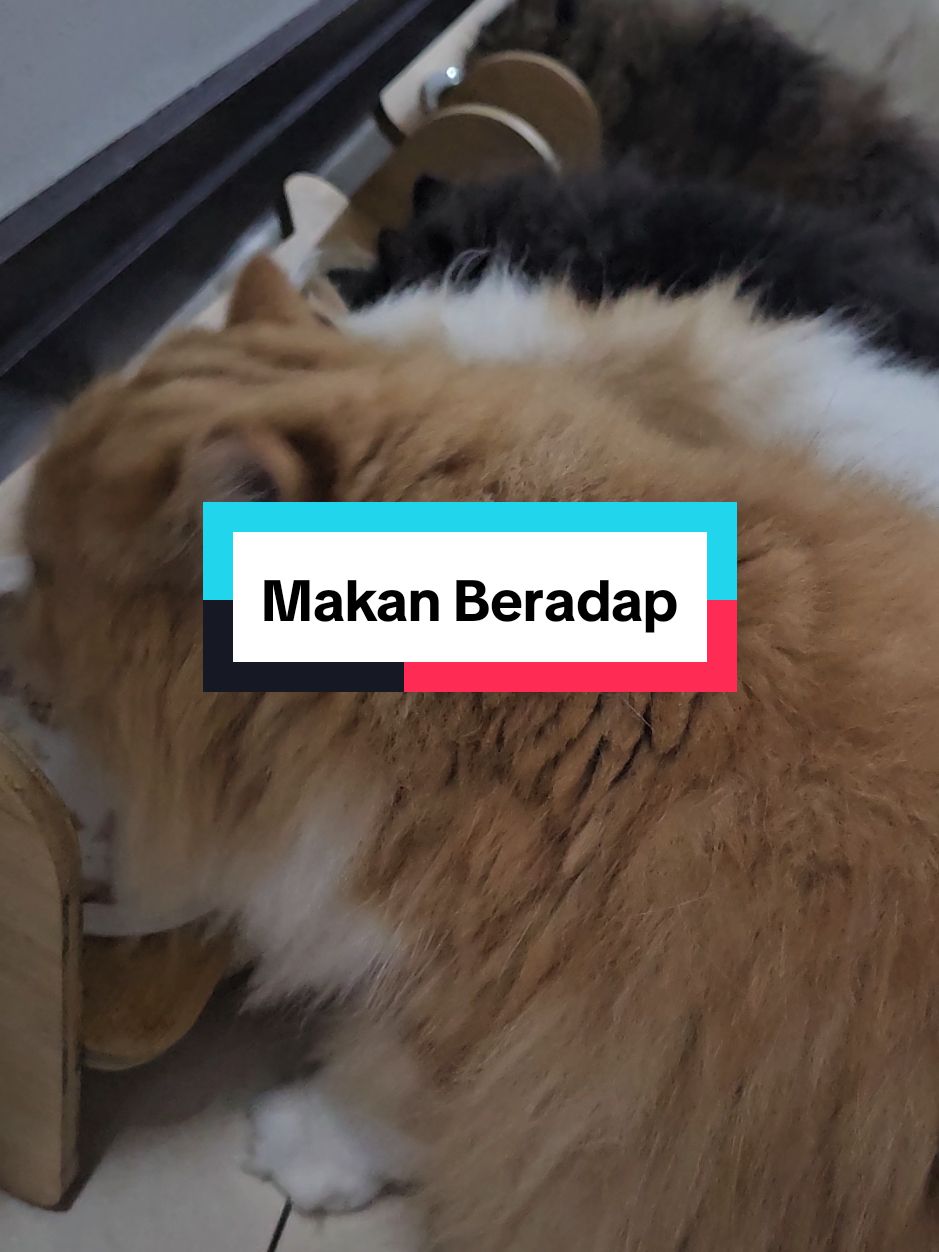 Kadang2 perlu siapkan rotan jugak nak bg makan mcm ni #fy #pencintakucing #thesibulus #CapCut 