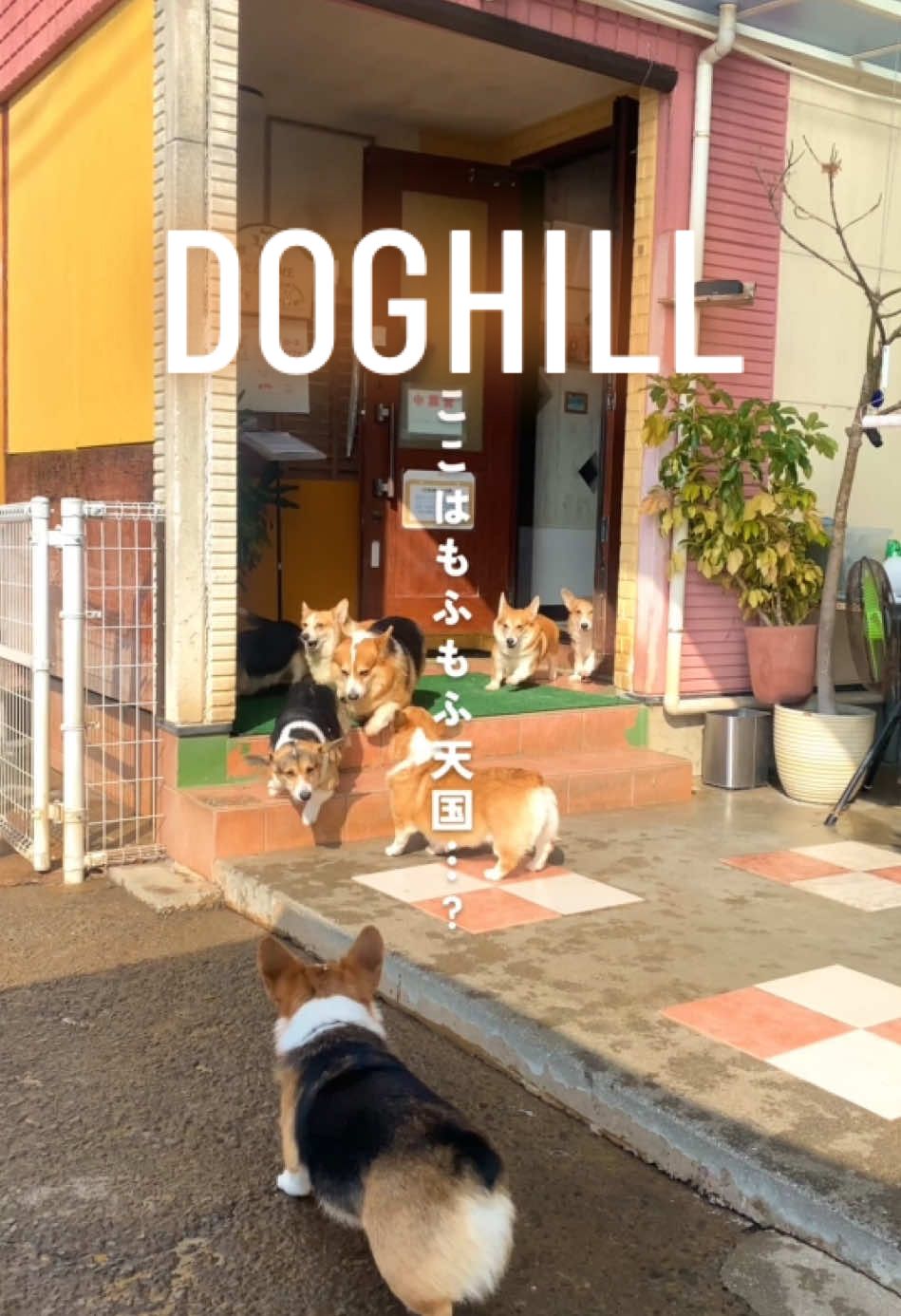 📍 DOGHILL 住所：長崎県東彼杵郡東彼杵町小音琴郷2303-1 電話番号：0957-46-0256 営業時間： 【平日】11:30～17:00(L.O.16:30) 【土日祝】11:30〜18:00(L.O.17:30) 定休日：水曜日・木曜日 駐車場：有り(狭いので注意) もふもふ天国が東彼杵にあるの知ってる？ ウォルシュコーギーが落ちてるってSNSでバズりまくっているカフェ、ドッグヒルに行ってきたよ🐶 ドッグヒルは、犬好きさんやコーギー好きさんにはたまらないカフェ☕️長年コーギーのブリーダーさんを務めるご夫婦が営んでいるよ👏 コーギーたちはサービス精神旺盛で、入口までお出迎えしてくれるし、帰りはお見送りしてくれるから可愛すぎて…可愛すぎて…もう…心臓の鼓動が止まりそう…😭うっ… 本当にコーギーが落ちてるんだろうか？って思ってたけど、ちゃんと落ちてました🤣🤍 ぴとっとひっついてくる子もいて、たまらなかった…🤍 暖かい店内で寝転んでいる子、外で日向ぼっこしている子、ドッグランで走り回っている子、コーギーの色々な姿が見れて心が癒されるよ🐶 犬ちゃん連れての入店OKだから、コーギーを連れてくるお客さんも多かった👏 もちろん、犬ちゃん連れてこないでも楽しめるよ！ ドッグカフェだけど、お食事とドリンクメニューは迷ってしまうほど豊富で、味も美味しくてびっくり！ お友達はエッグベネディクト、私はあつあつカレードリアを注文したんだけど、どっちも美味しくて2人ともペロリと完食🤤 ・エッグベネディクト(1,500円) ・あつあつカレードリア(1,300円) 入場料や施設利用料はお食事代に含まれるので、ワンオーダー制だよ👏 ドリンクは数えきれないほど種類豊富で、私たちはセットドリンクにしたよ！ カフェラテは可愛いラテアートしてくれて、バタフライピーティーはレモンを入れると色が変わって可愛い😍🤍 犬ちゃんのストレスにならないよう、ルールが設けられているよ！ ⚠️ コーギーを興奮させる行為はNG ・走り回る ・追っかける ・大声を出す ・大声で笑う ・おもちゃを投げて遊ぶ ・人間の食べ物を与える はNGなので、注意しよう！ なんでコーギーってこんなに可愛いんだろう…おちりが食パンみたい🍞 みんなもぜひぜひ行ってみてほしい！海が見える丘の上にあるから、景色も最高だよ👏 ┈┈┈┈┈┈┈┈┈┈┈┈┈┈┈┈┈┈┈┈ ここまで見てくれて本当にありがとう😭長崎ところぐでは、長崎を中心に九州のグルメやお出かけスポットなどをご紹介しているよ！ お気軽にいいね＆保存して使ってね🤍  ┈┈┈┈┈┈┈┈┈┈┈┈┈┈┈┈┈┈┈┈ #長崎 #ドッグカフェ #東彼杵カフェ #コーギー 