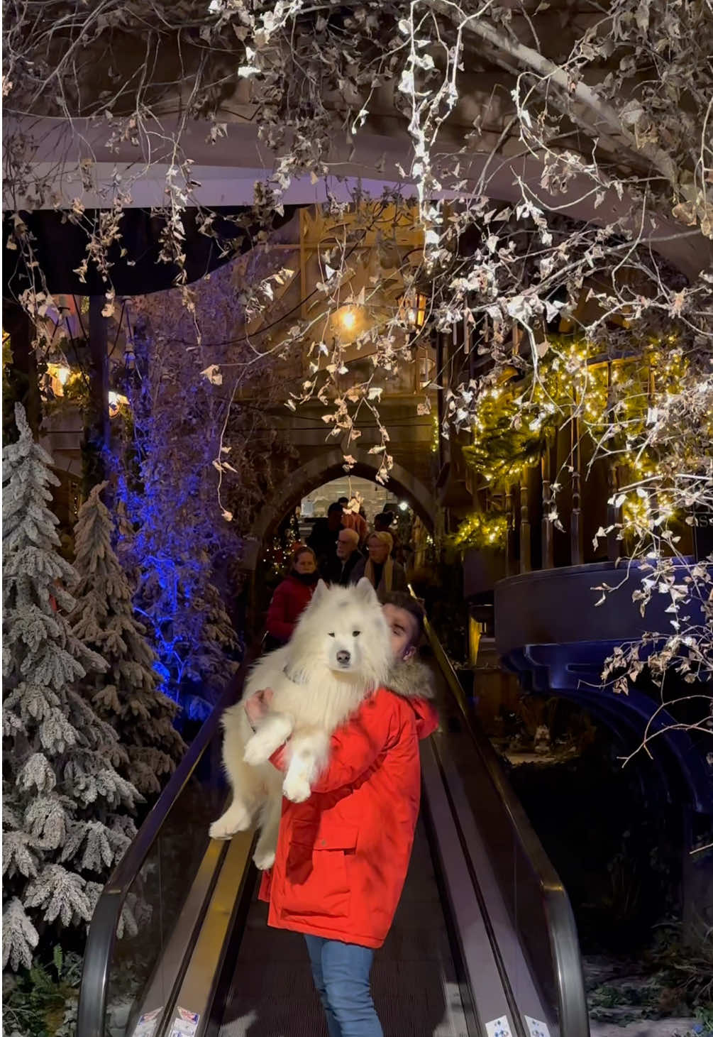 Adventure Day 19 / 24 😍❤️ The garden center Intratuin Duiven in the Netherlands is so amazing 🇳🇱🎄 #christmas #intratuinduiven #samoyed #dog #netherlands #intratuin 