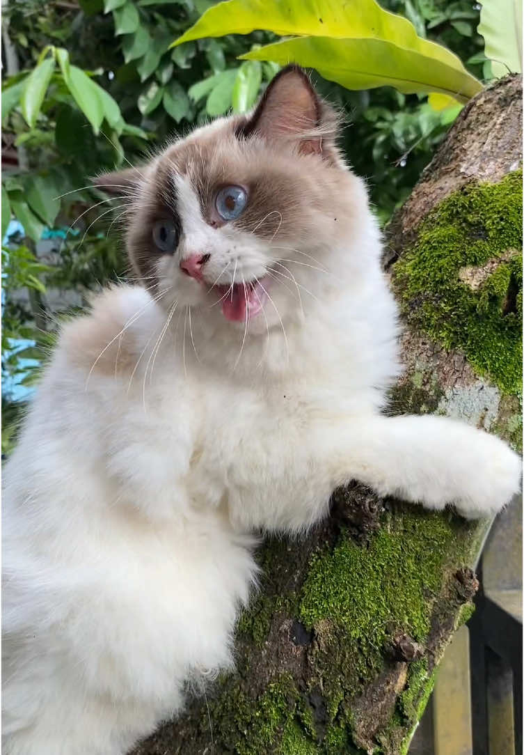 Suara kucing ragdoll cantik meong meong di atas pohon #kucing #kucinglucu #kucingtiktok #kucingku #kucinggemoy #cat #fyp #kucingimut #kucingviral #catsoftiktok #catlover #kucingcantik #ragdoll #suarakucing #suarakucinglucu #kucingmeongmeong 