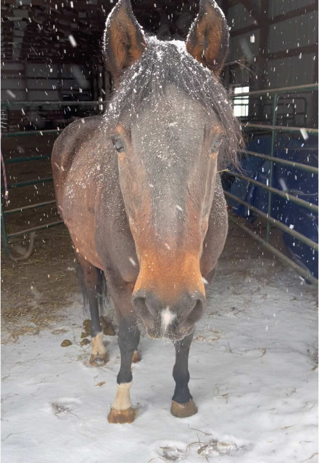 Capricho says Let it snow !#snow #snowponies #horses #horsesoftiktok #peruvianpaso  (I didn’t realize he just pooped😂) 