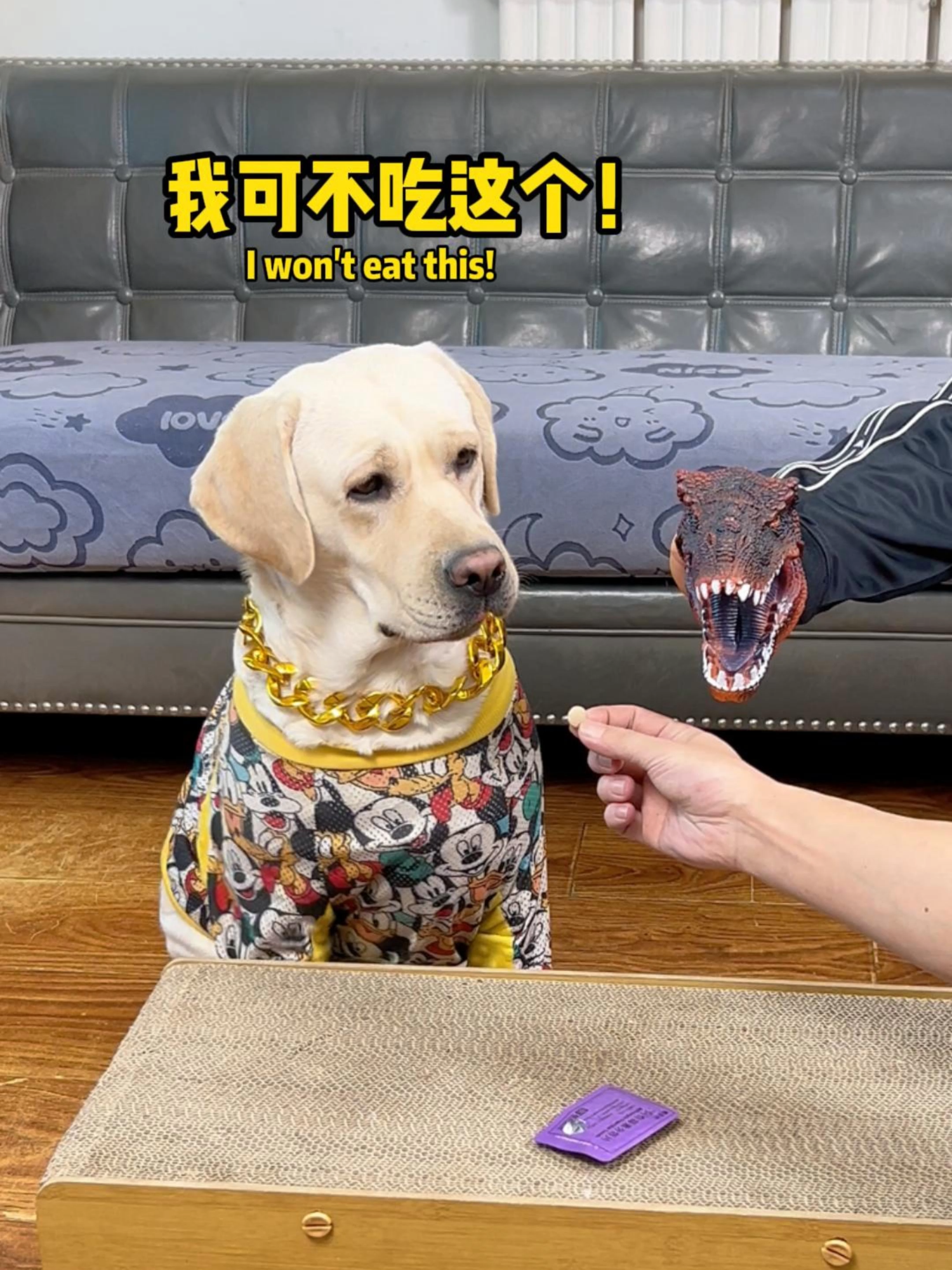 这狗子城府还是不够深啊！This dog city is still not deep enough!#萌寵 #搞笑 #拉布拉多 #doglover #Labrador #寵物 #labradorpuppy #funnydog #cute #pets #dog #funnyvideo #funnydog​​​​​​​​​​ #funny