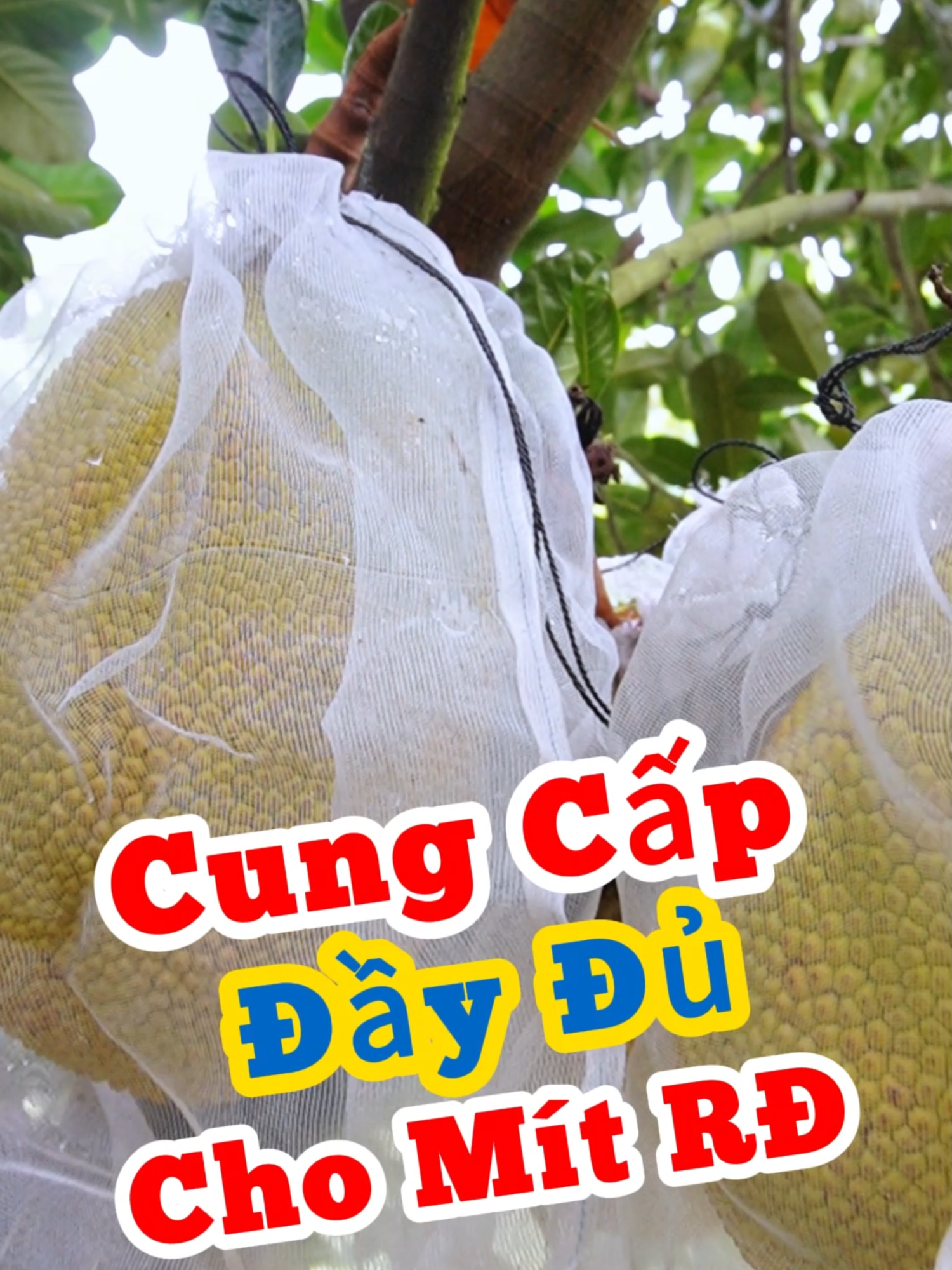 Cung Cấp Dinh Dưỡng Đầy Đủ Cho Mít Ruột Đỏ#sieuthicaygiongwelofarm #kythuatcaytrongwelofarm #mitruotdoxovang #nuoitraimit