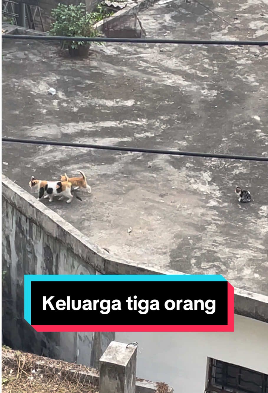 Kehidupan harian keluarga tiga orang#cute #cutecat #kucingtiktok 