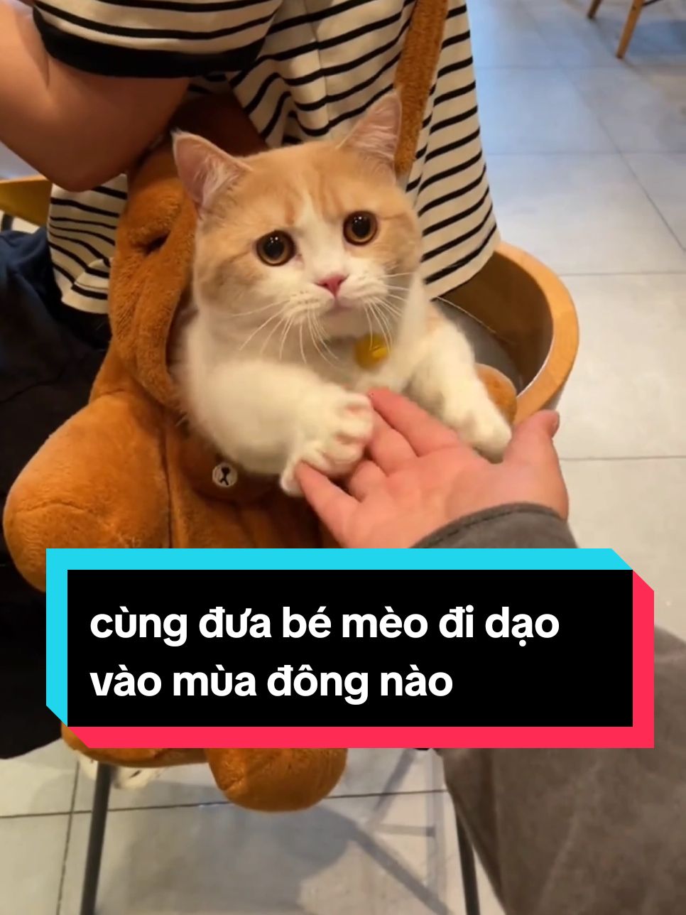 cùng đưa bé mèo đi dạo vào mùa đông nào #mèo #meow #mèocam #dễthương #đángyêu #xuhuong #trending #thinhhanh