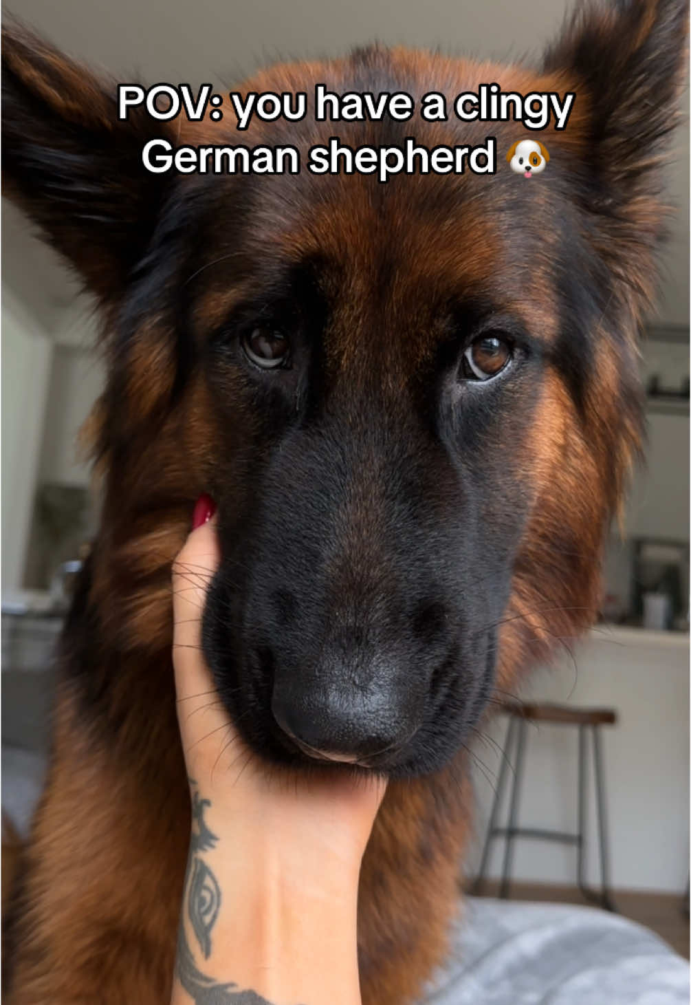 Those puppy eyes though 😭😍🐶 #doglovers #dogsoftiktok #germanshepherd #germanshepherdpuppy #clingydog 