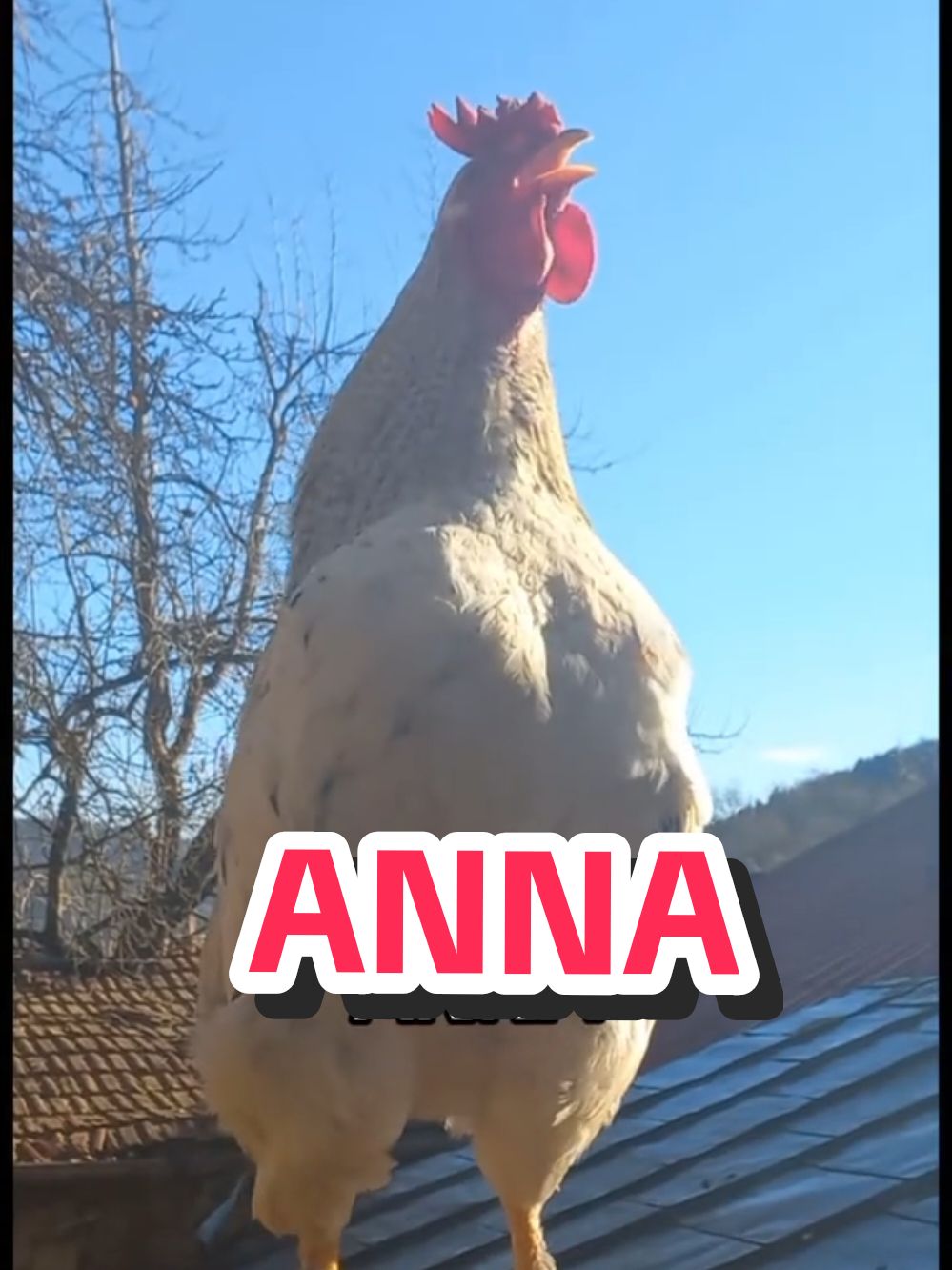 Where are you Anna?? #chickens #scream #tik_tok #chickentok #anna #fyp #tiktoker 