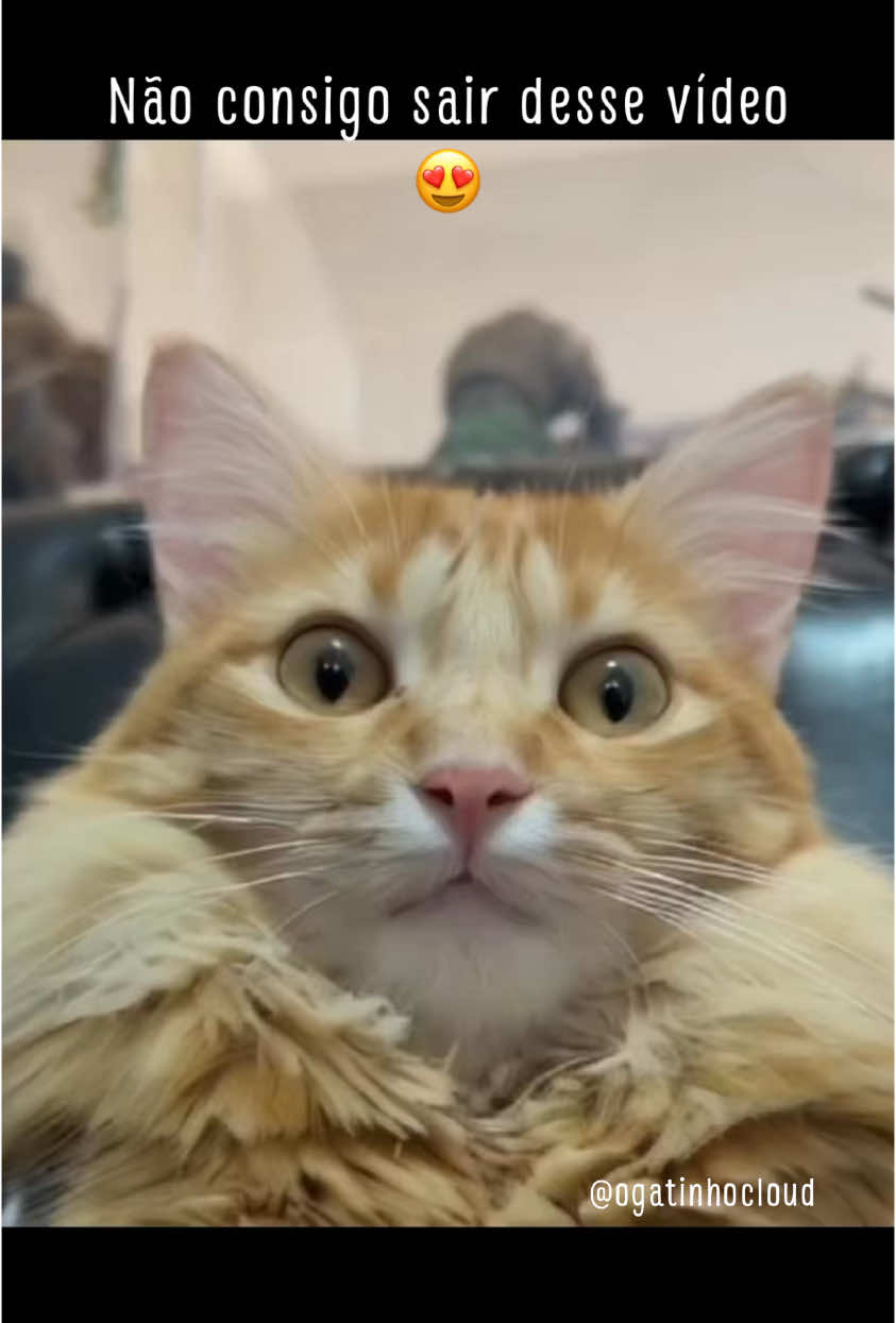 o vídeo mais fofo que vc vai ver hj #gato #gatostiktok #gatinhos #trendingvideo #cat #catsoftiktok 