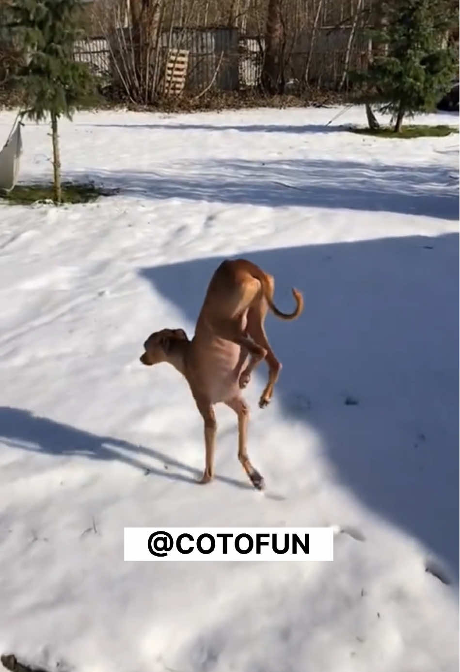 DOGS LIKE SNOW😄❄️ #funnyvideo #funnydog #funnypets #funnydogvideos #funnydogs 