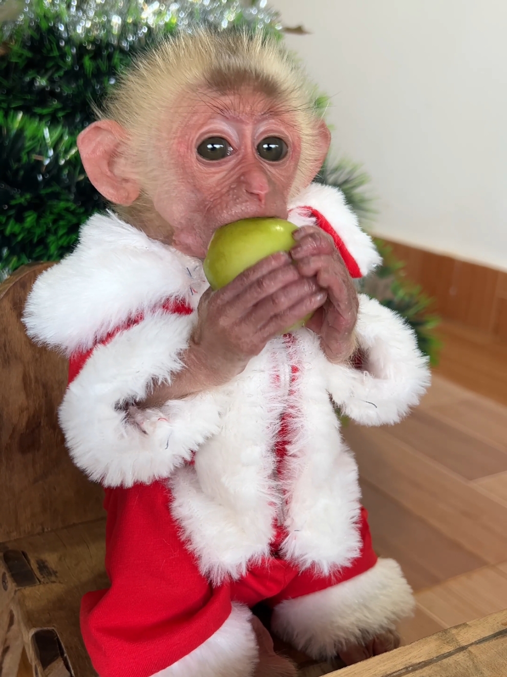 Cute baby monkey Moon and Dad!  #monkey #babymonkey #monkeydluffy #monkeysoftiktok #christmas 